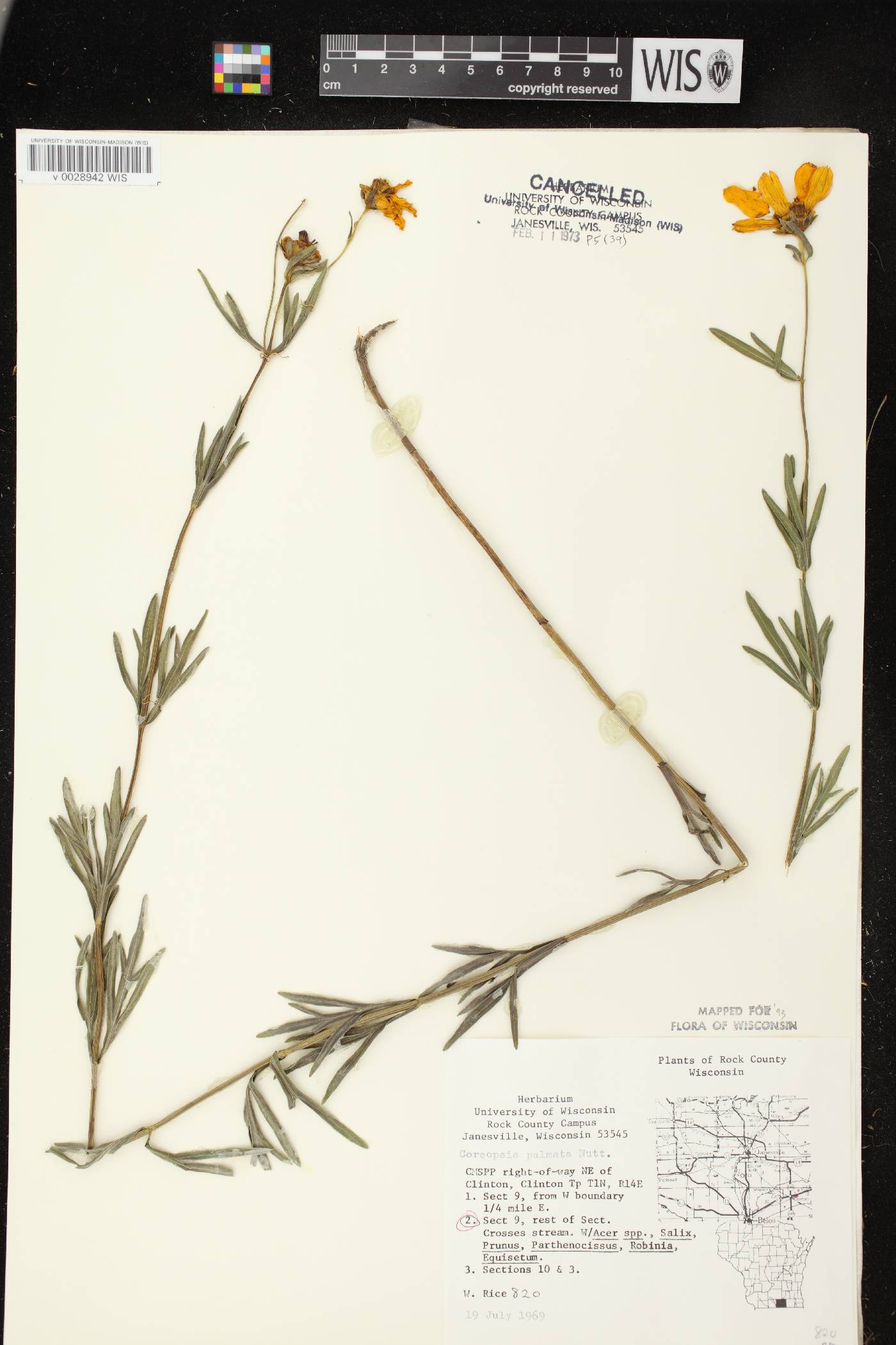 Coreopsis palmata image
