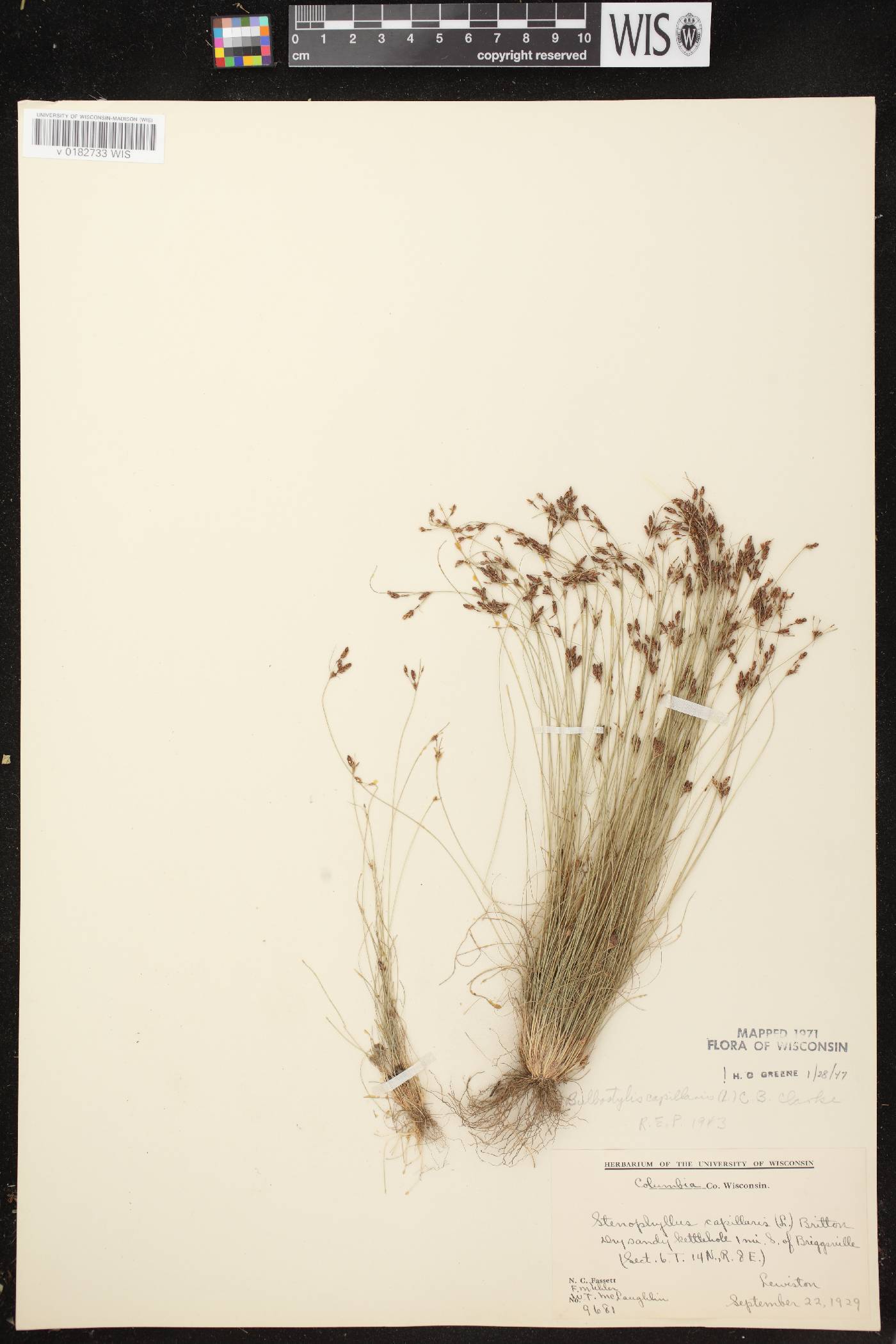 Bulbostylis capillaris image