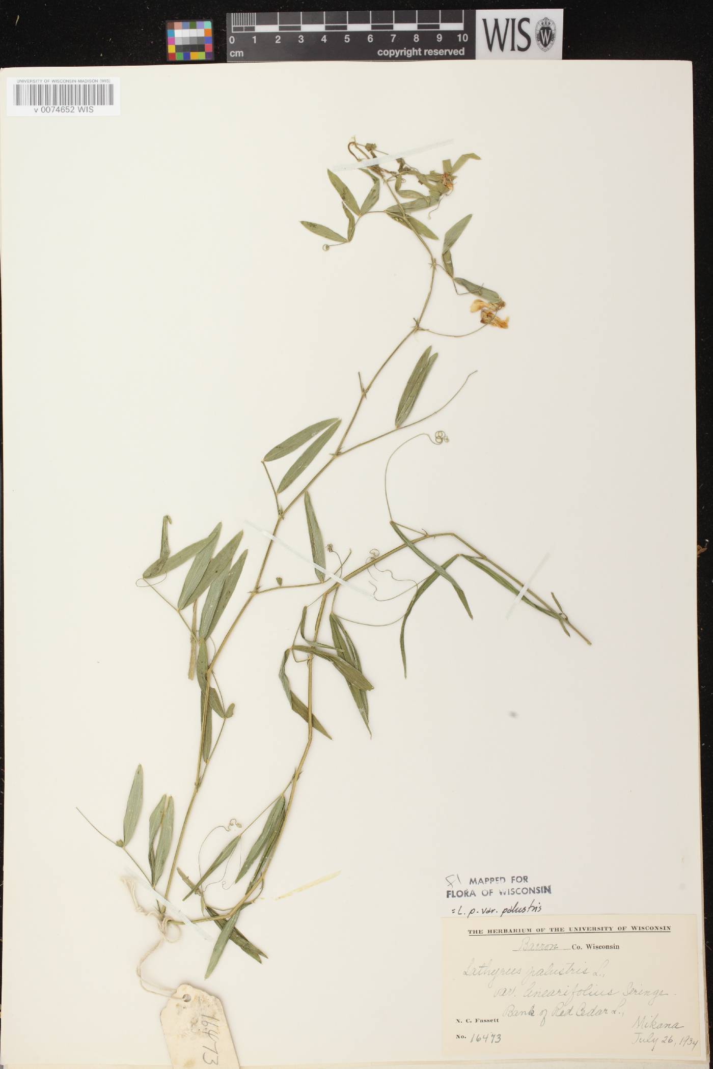 Lathyrus palustris image