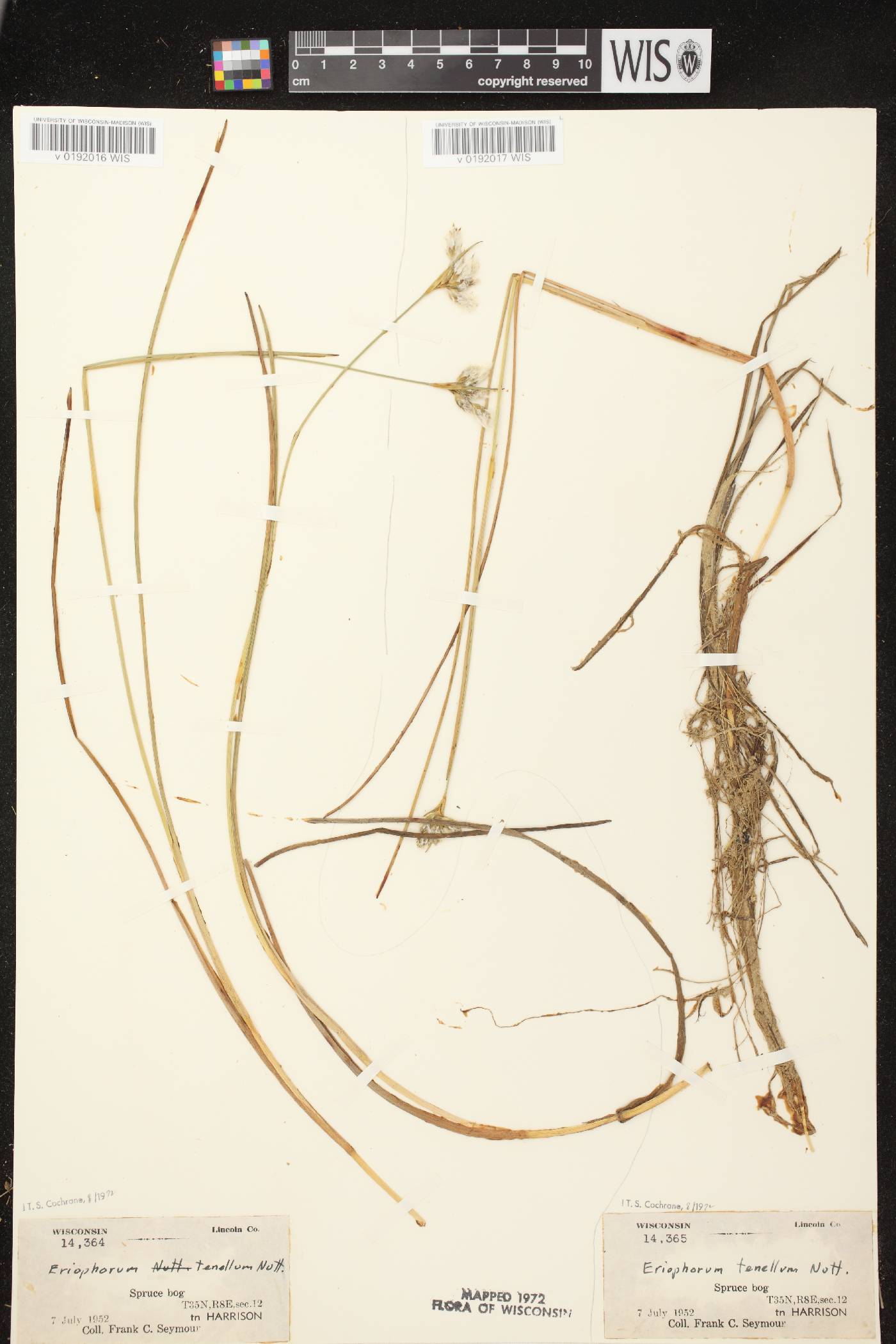 Eriophorum tenellum image