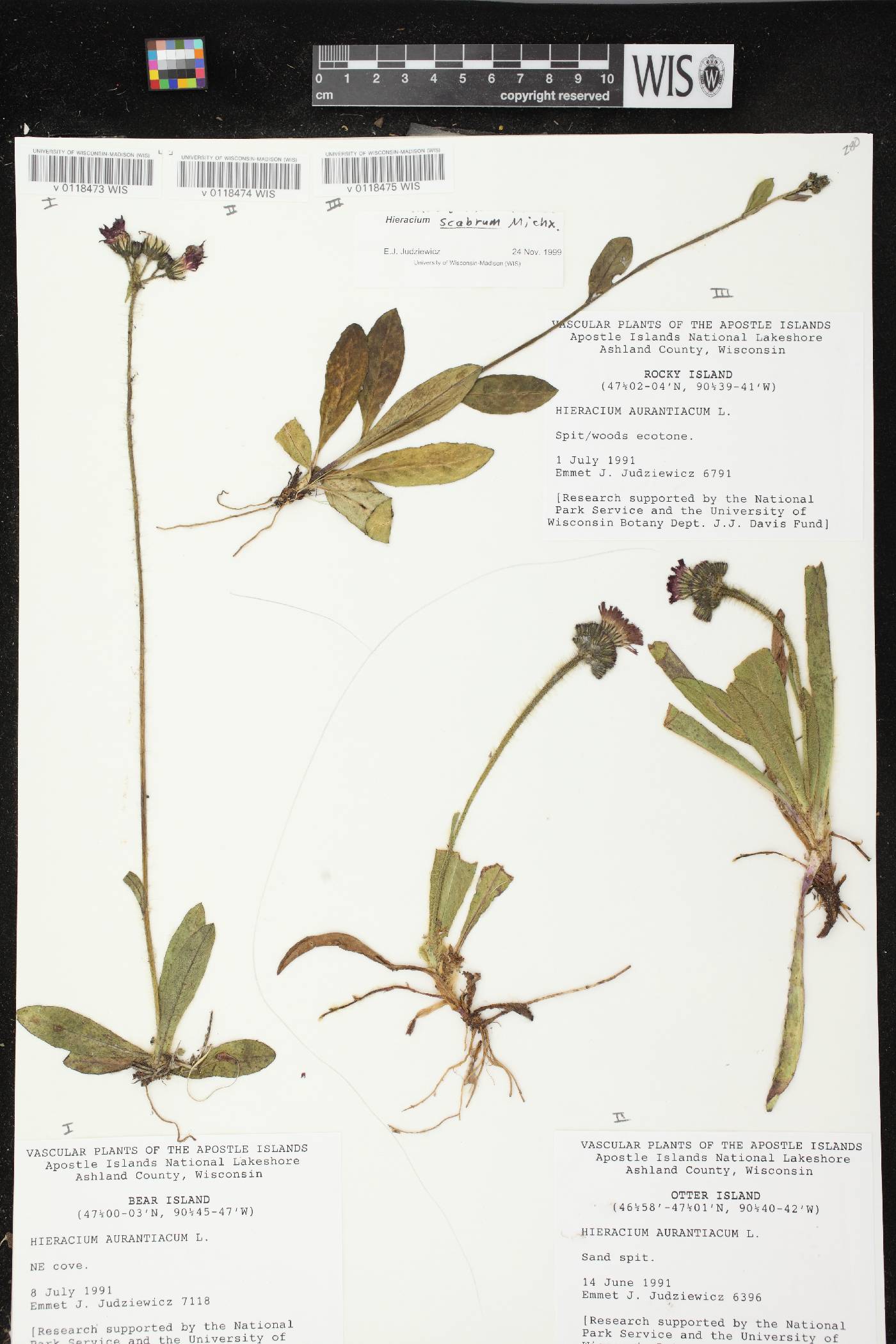 Hieracium aurantiacum image