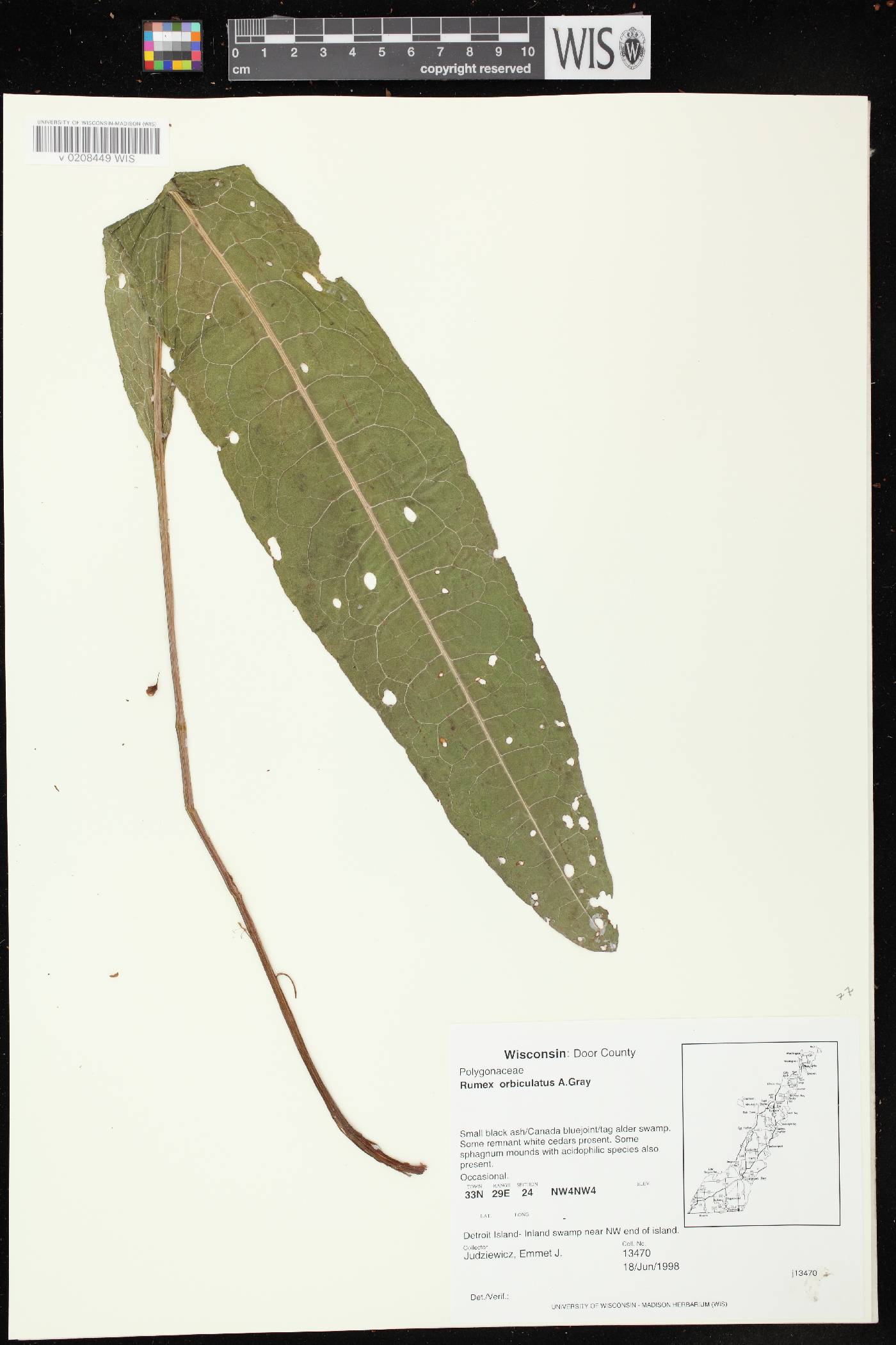 Rumex britannica image