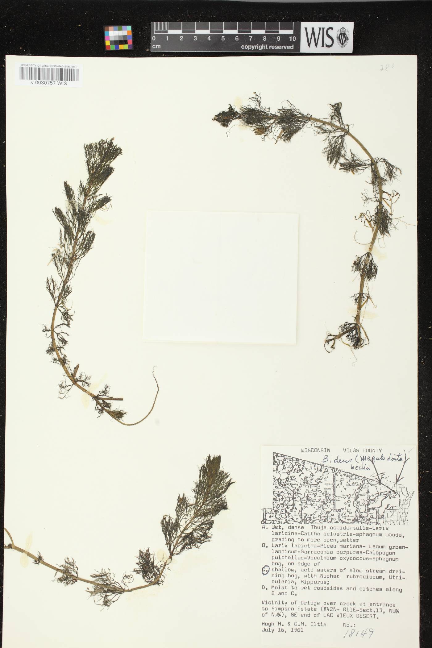 Bidens beckii image