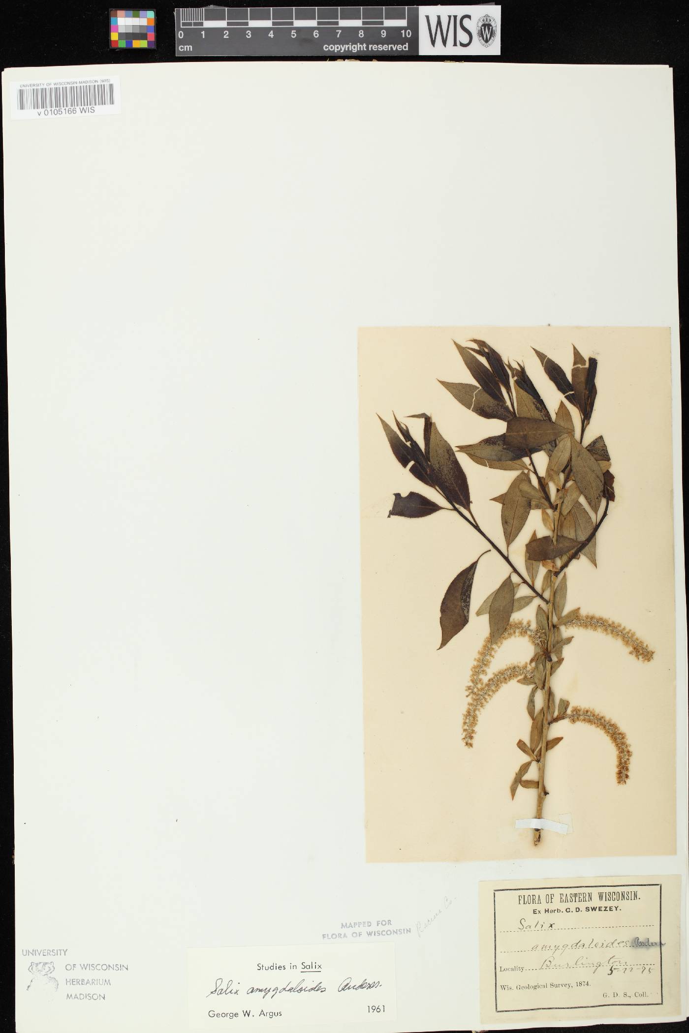 Salix amygdaloides image