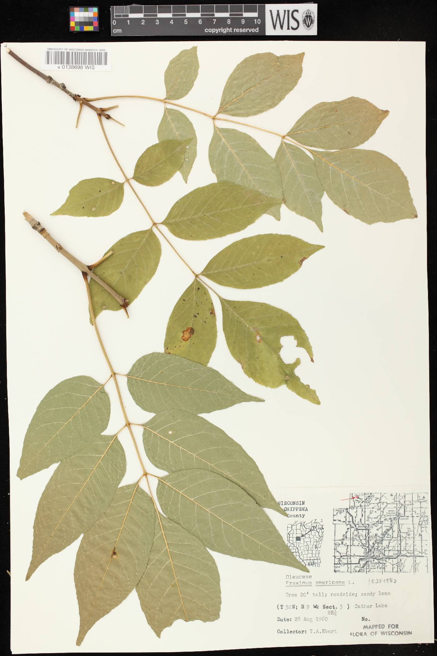 Fraxinus americana image