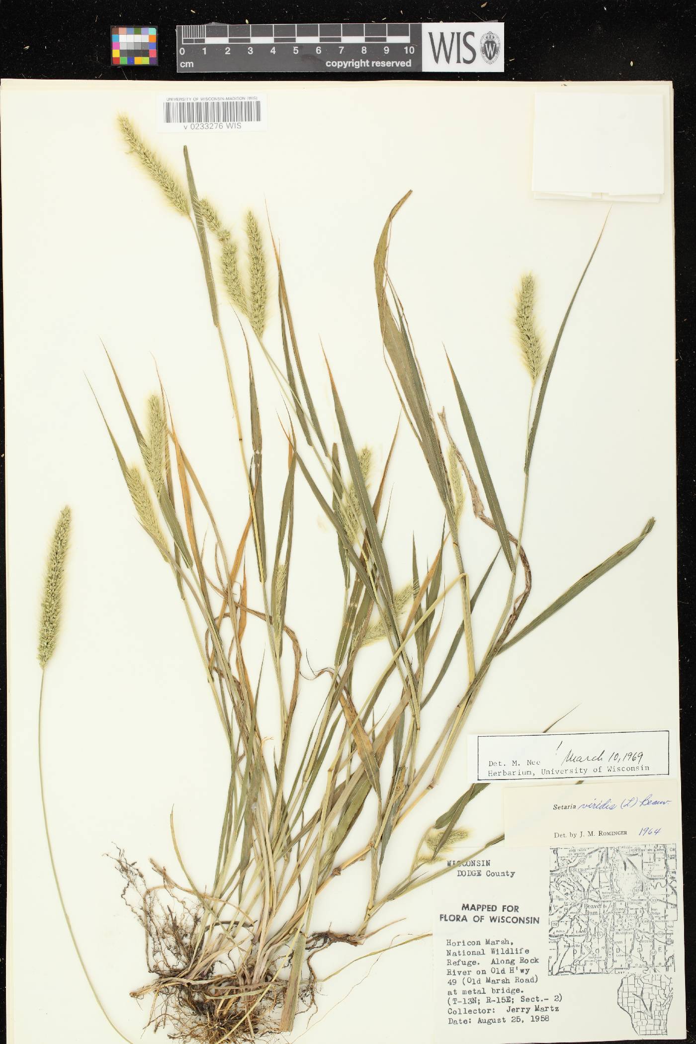 Setaria viridis var. viridis image