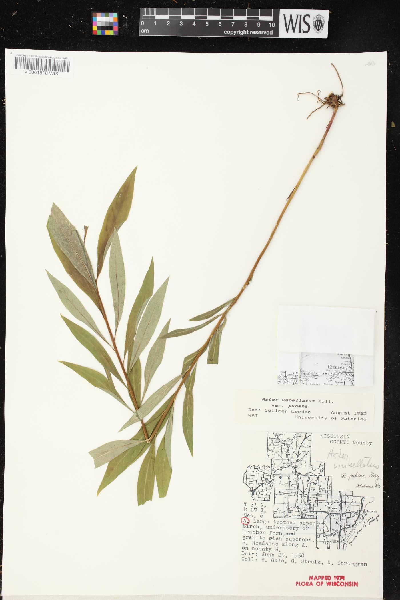 Doellingeria umbellata var. pubens image