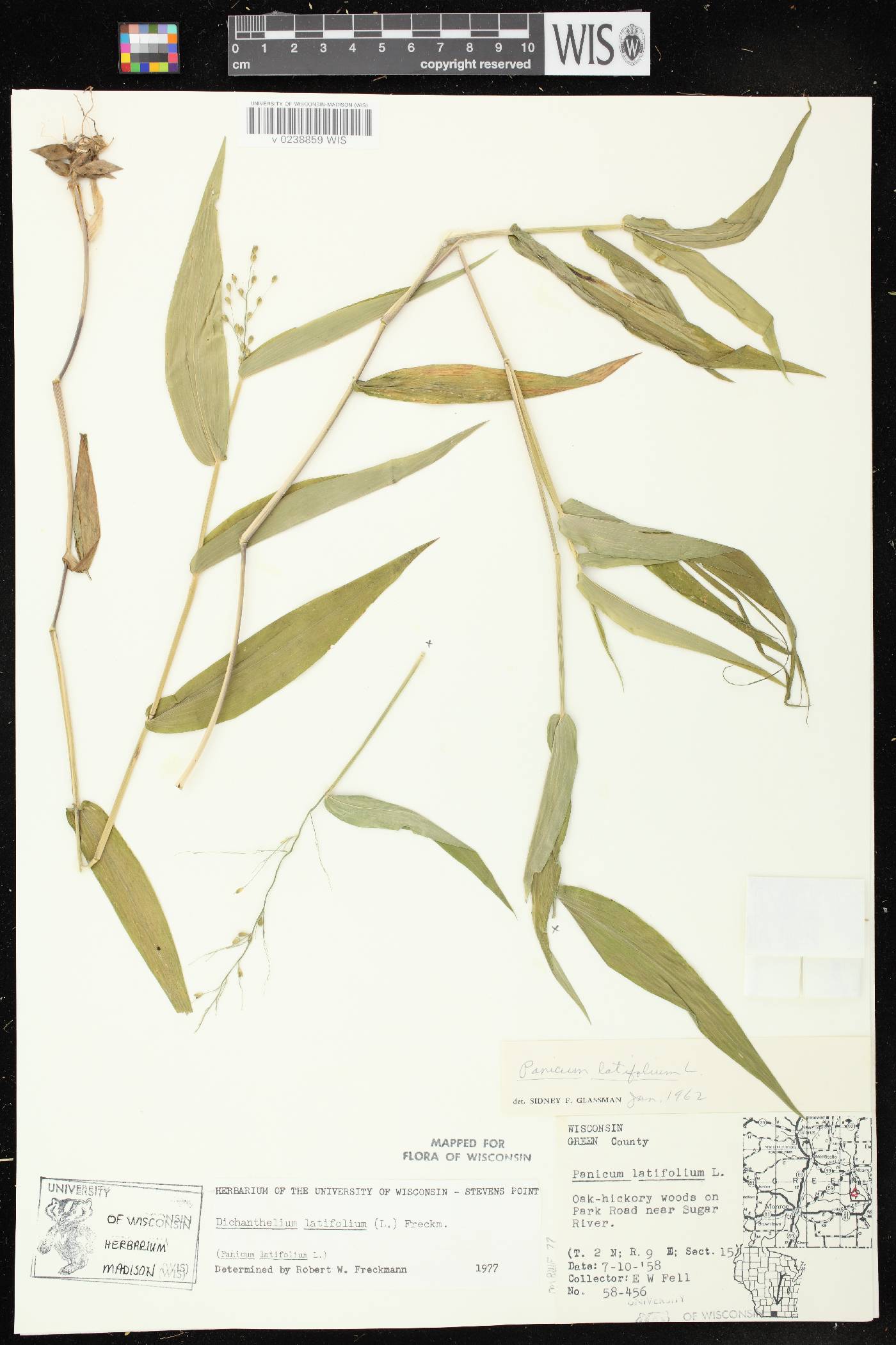 Dichanthelium latifolium image