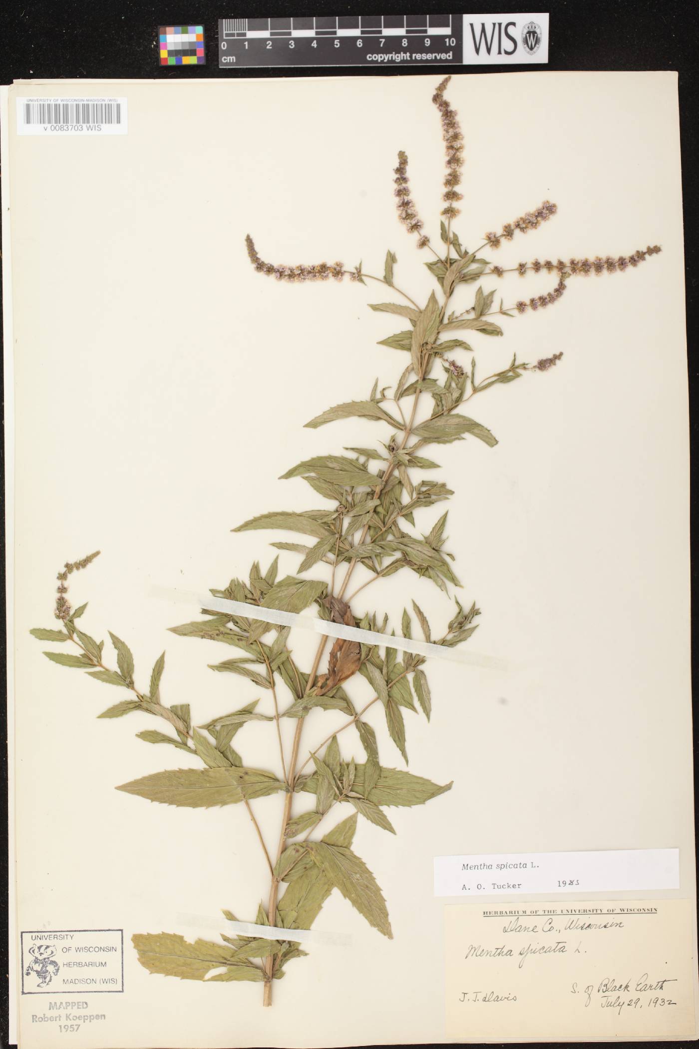 Mentha spicata image