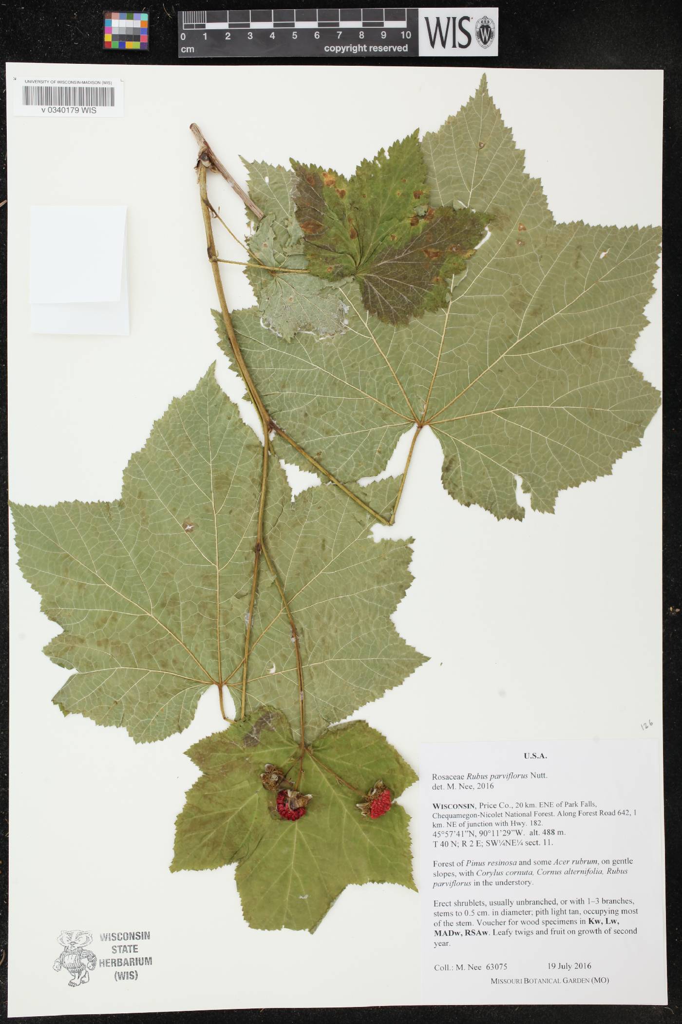 Rubus parviflorus image