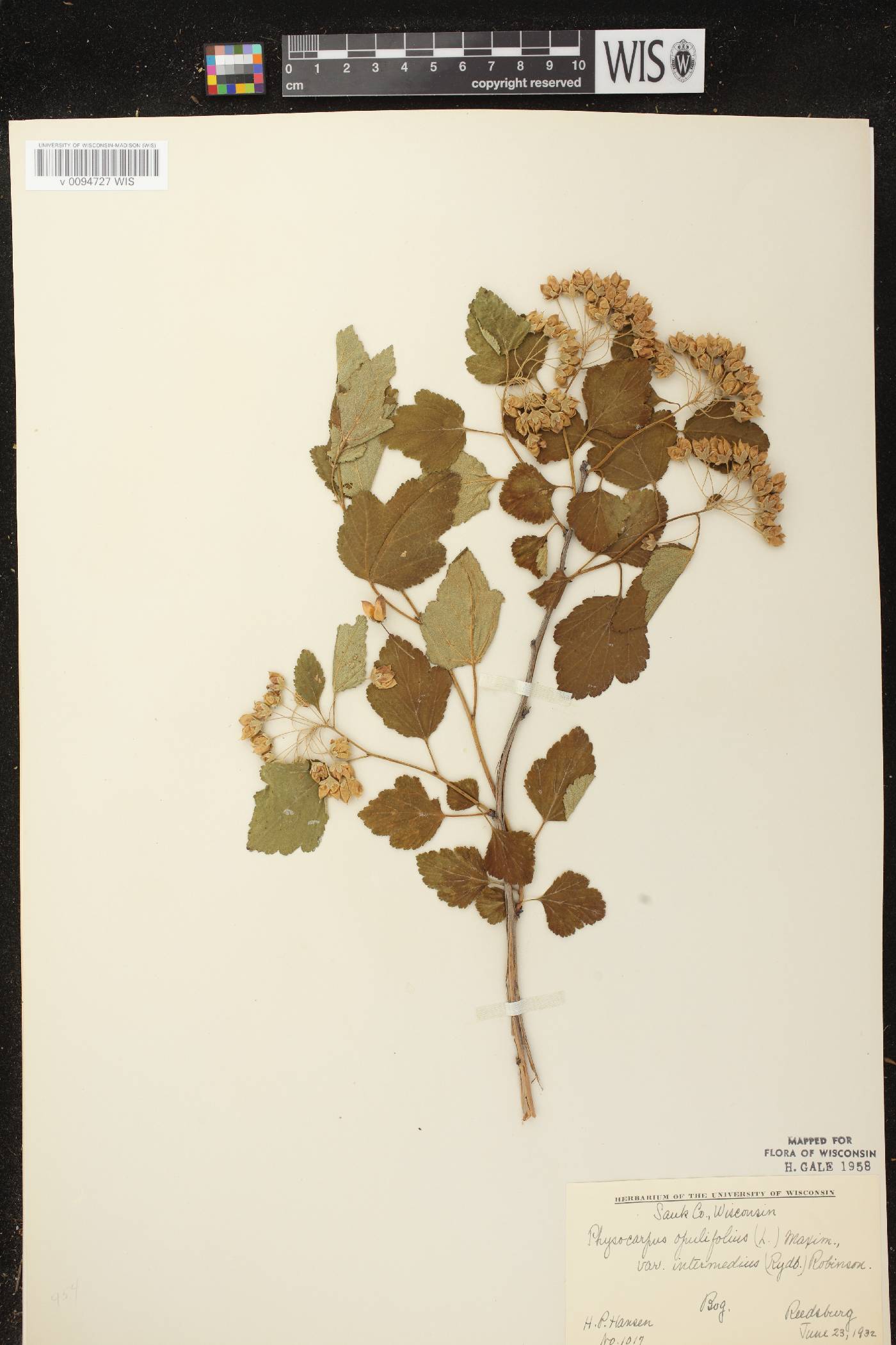 Physocarpus intermedius image