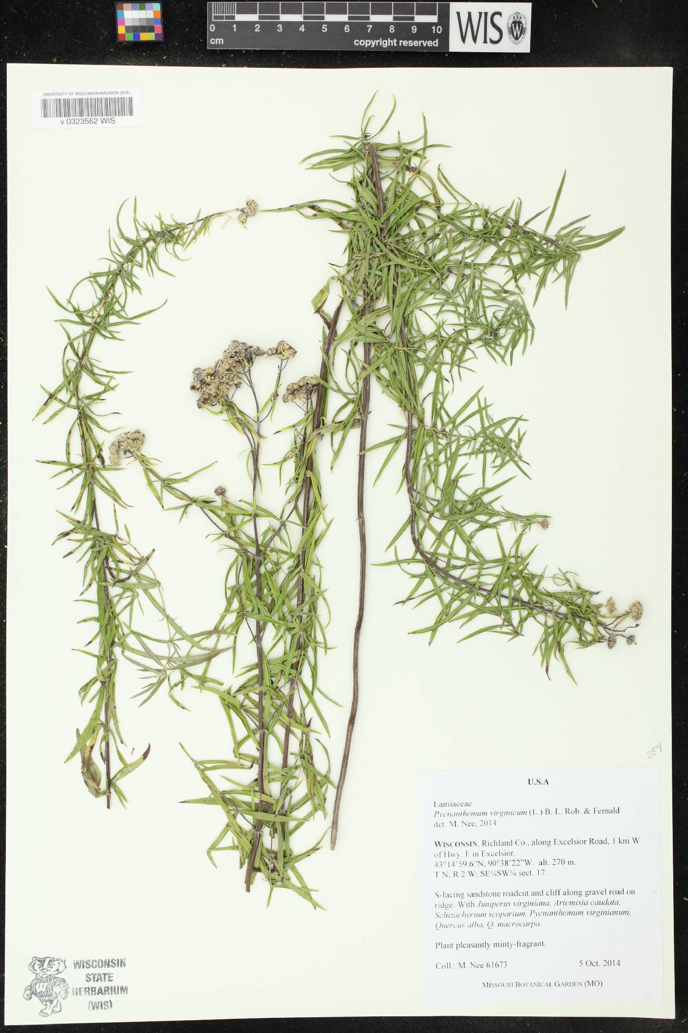 Pycnanthemum virginianum image