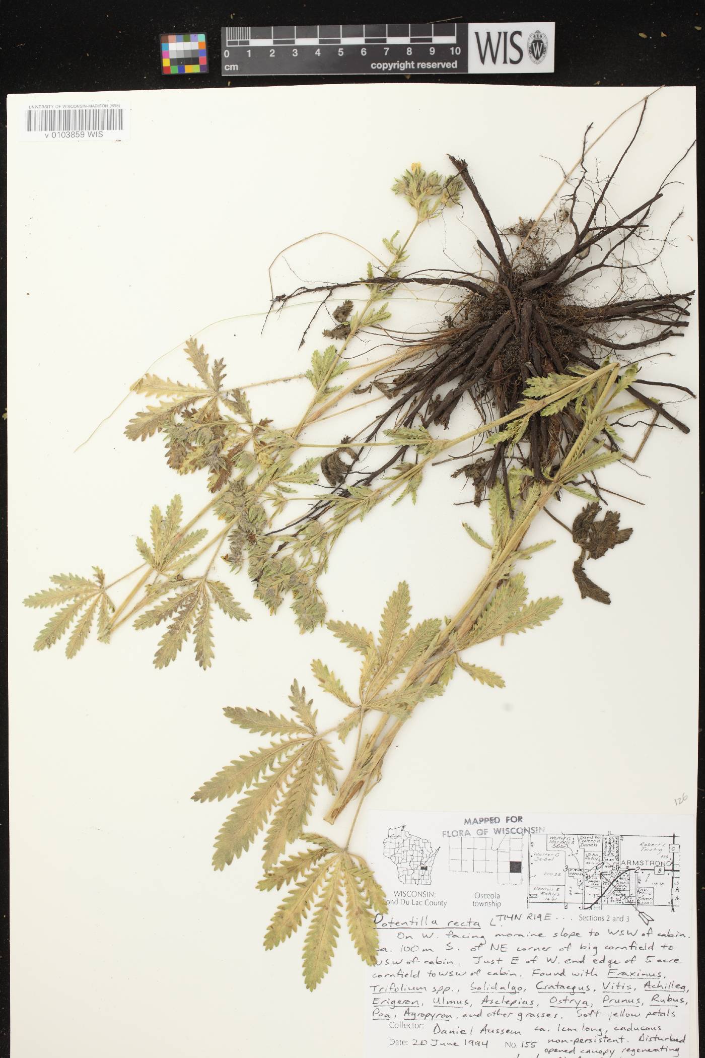Potentilla norvegica image
