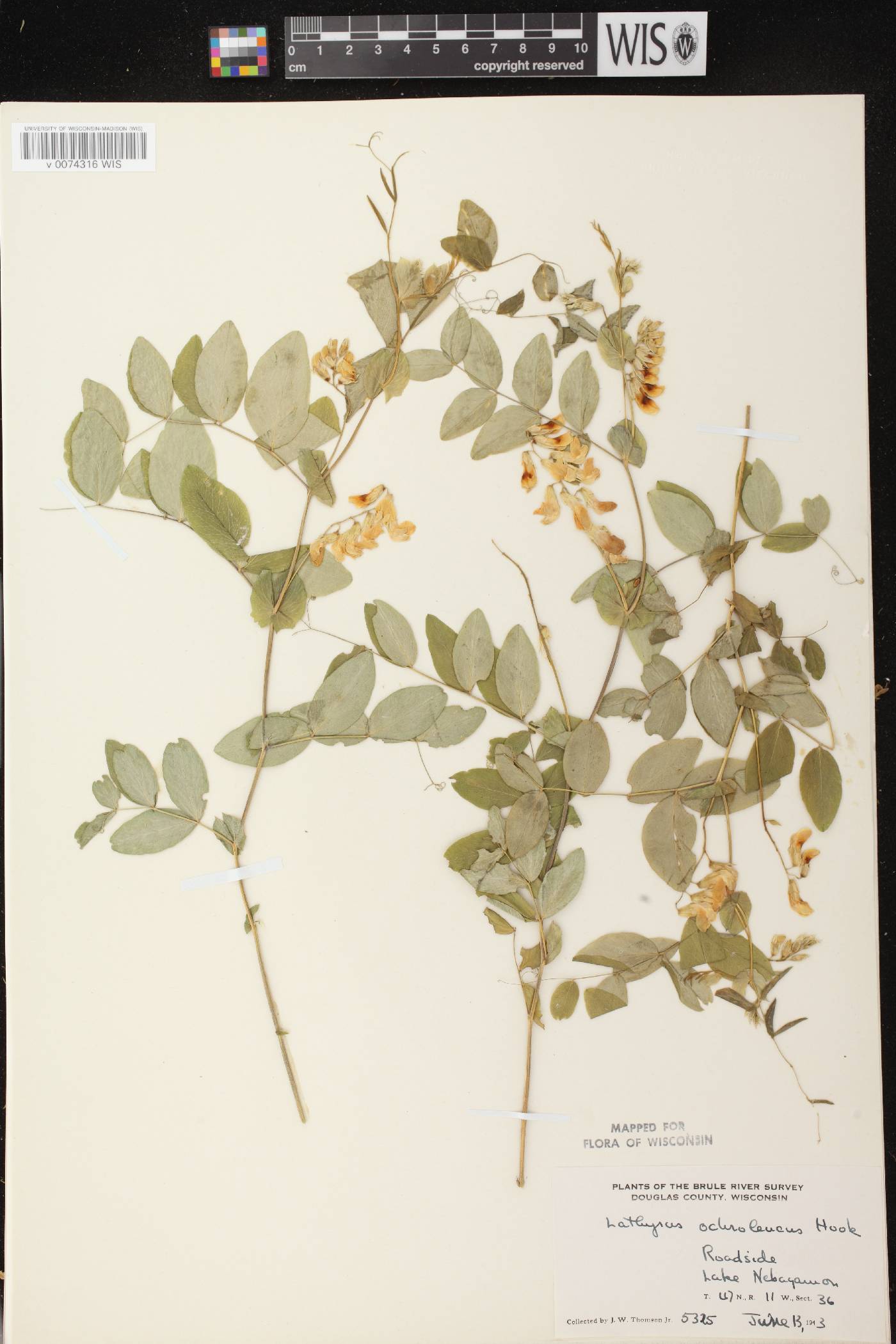 Lathyrus ochroleucus image