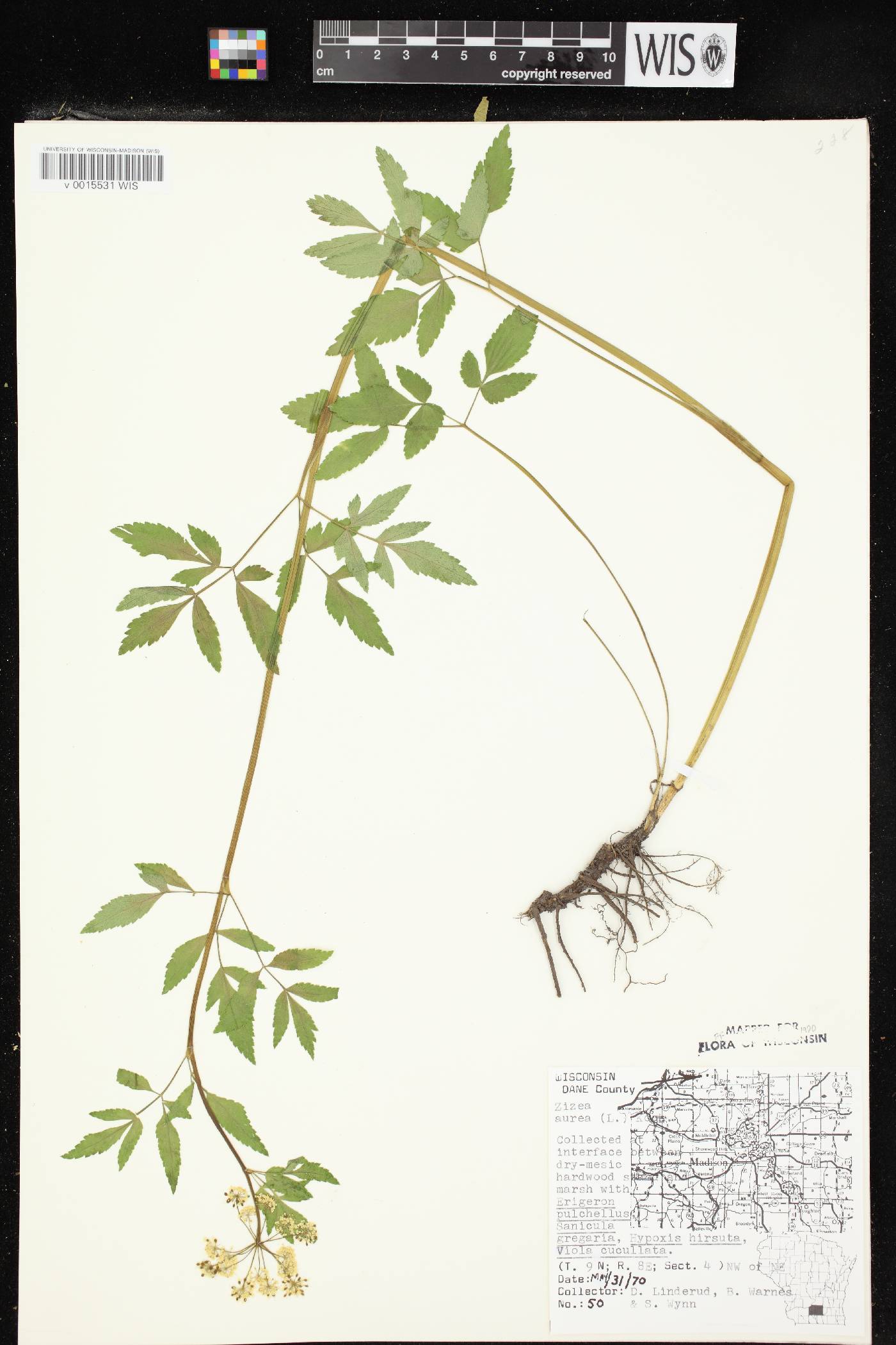 Zizia aurea image
