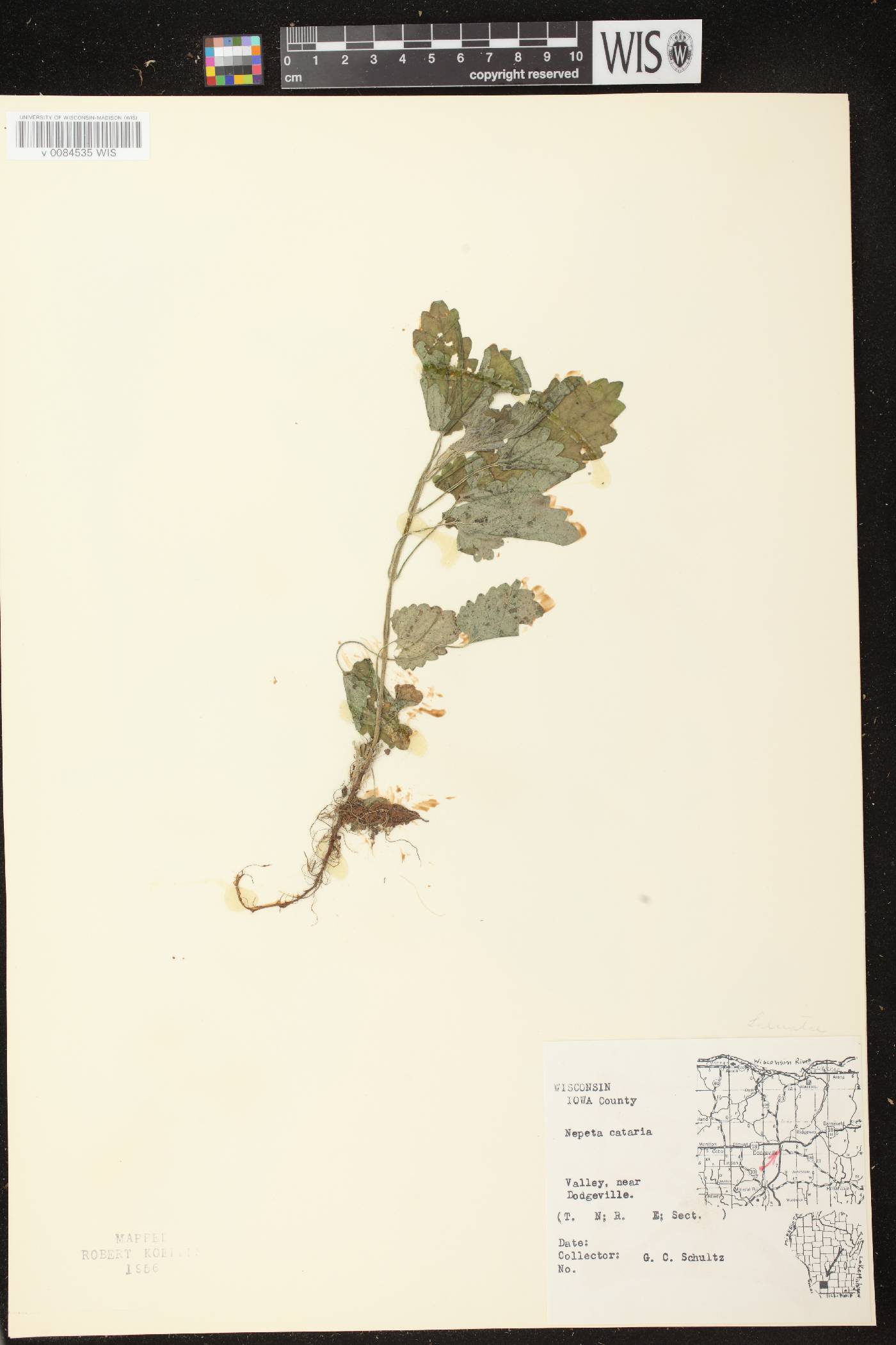 Nepeta cataria image