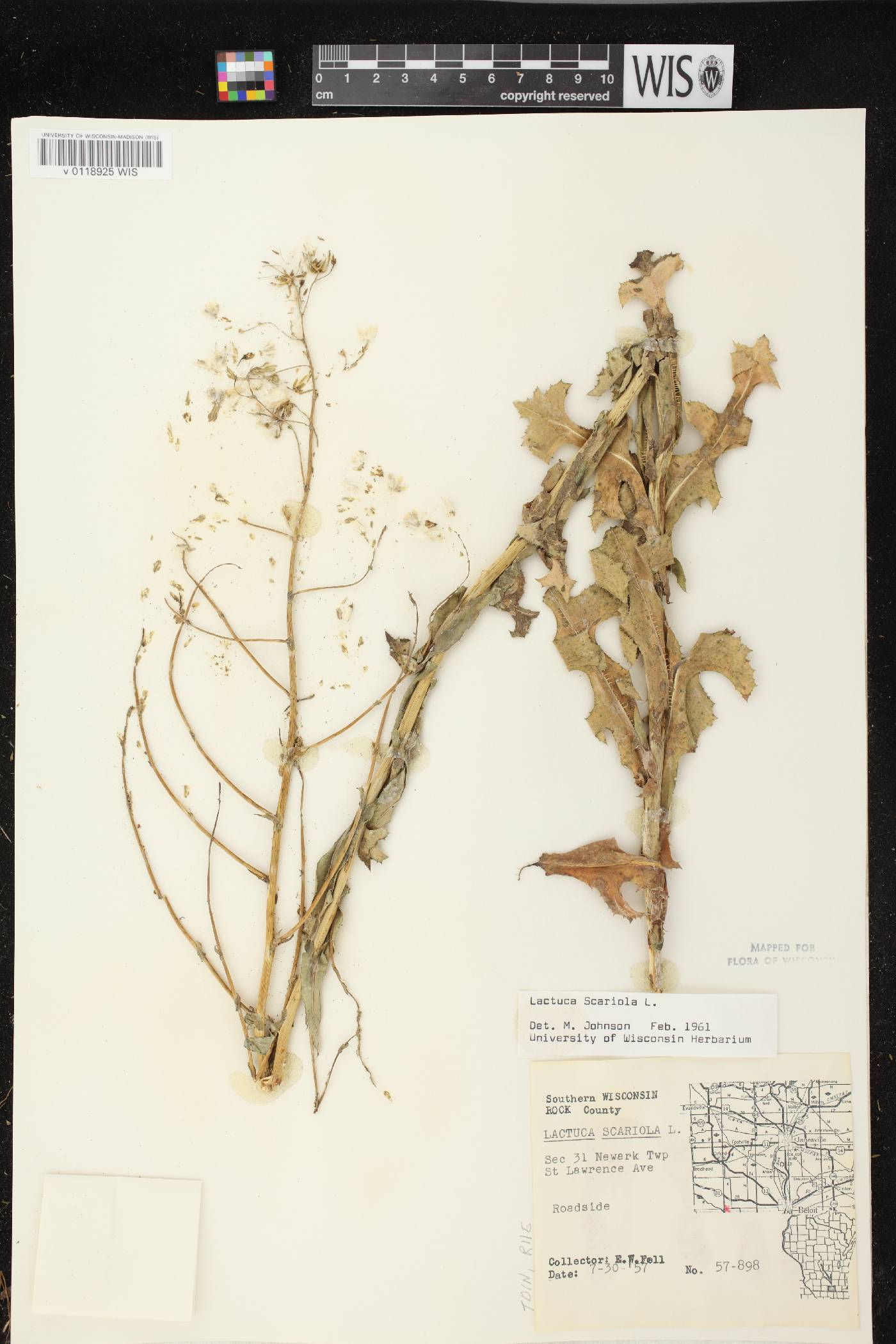 Lactuca serriola image