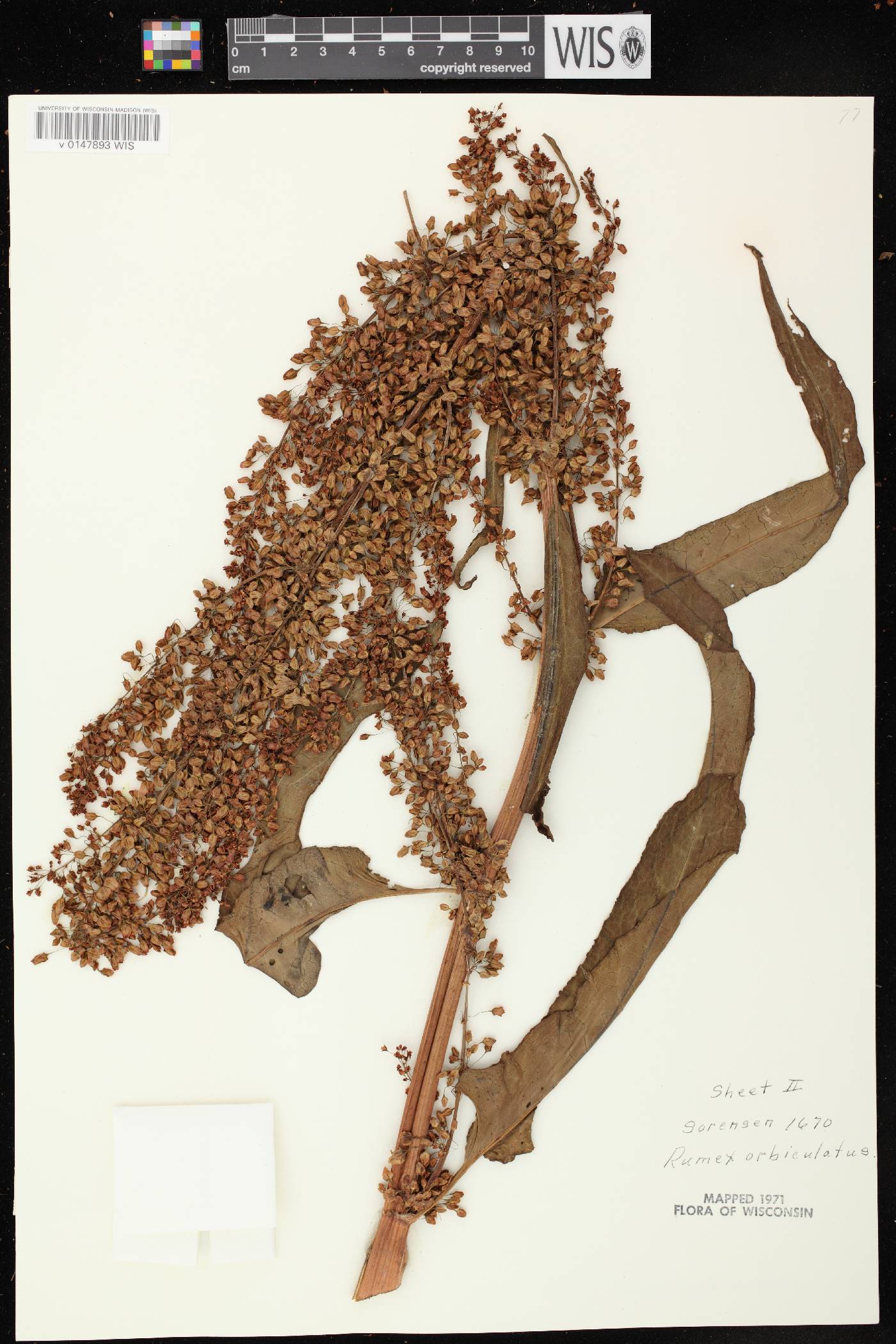 Rumex britannica image