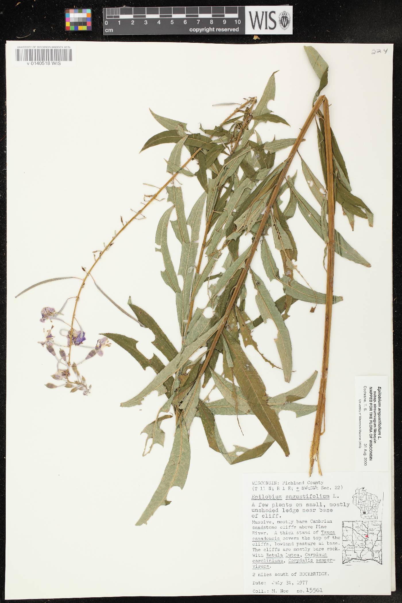 Chamerion angustifolium subsp. circumvagum image
