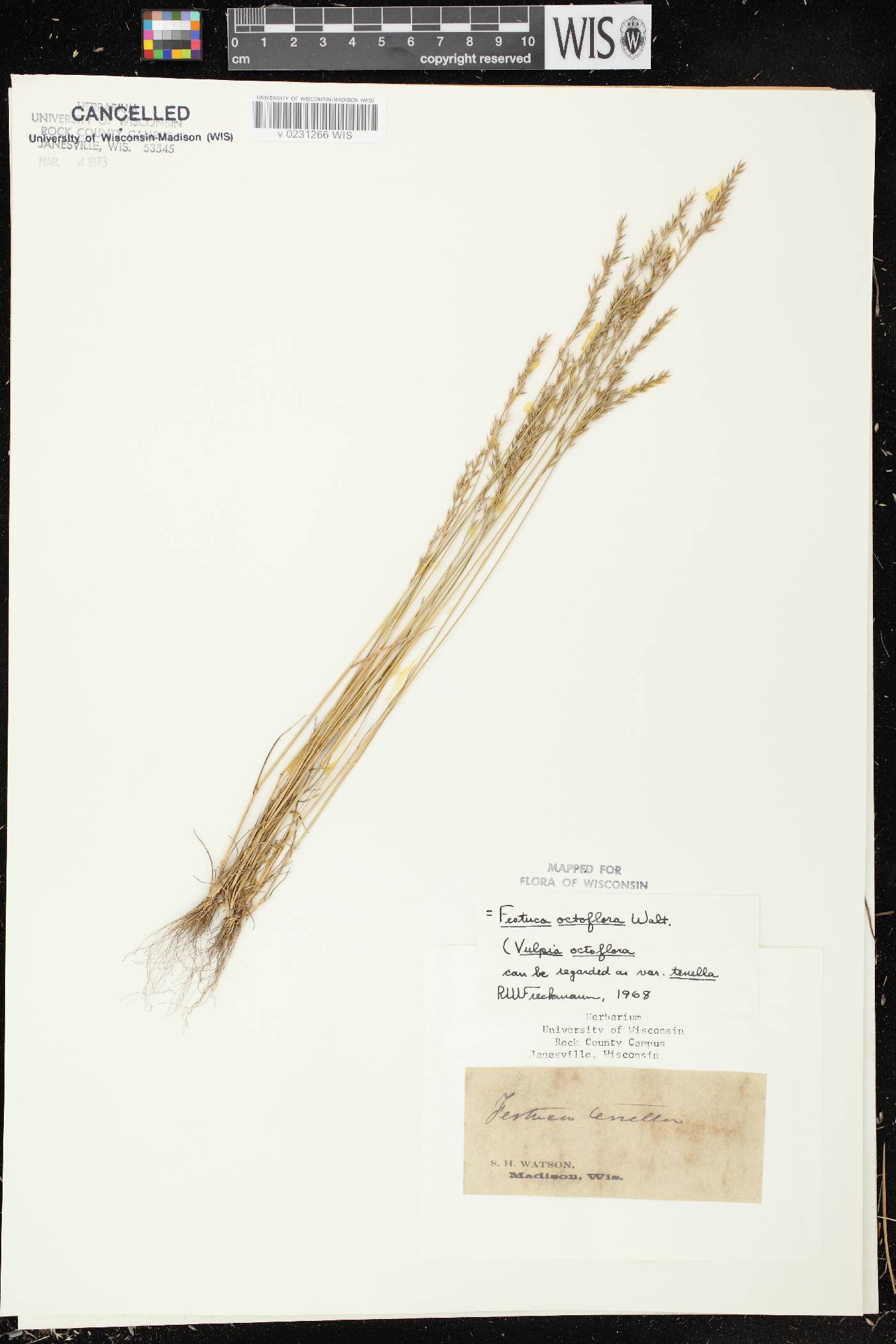 Festuca octoflora image