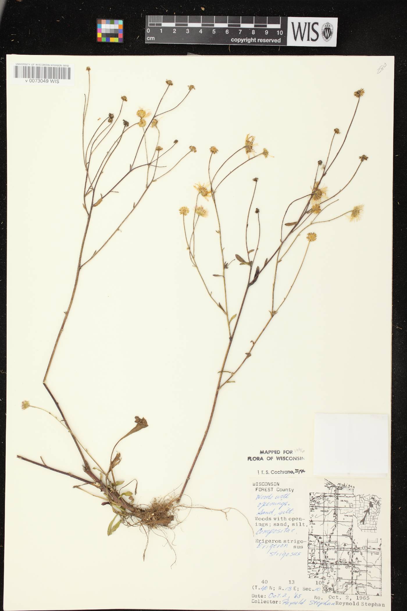Erigeron strigosus image