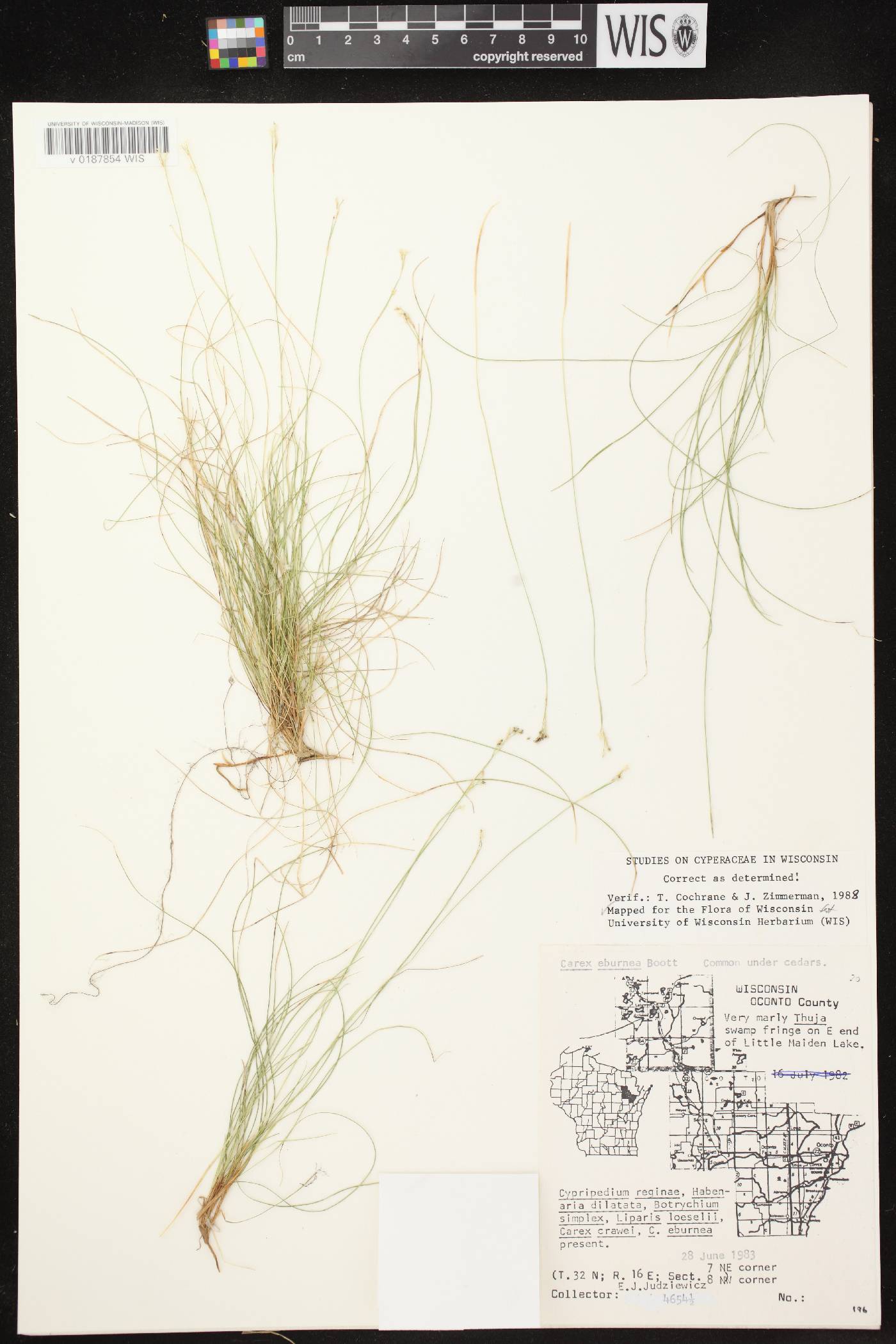 Carex eburnea image