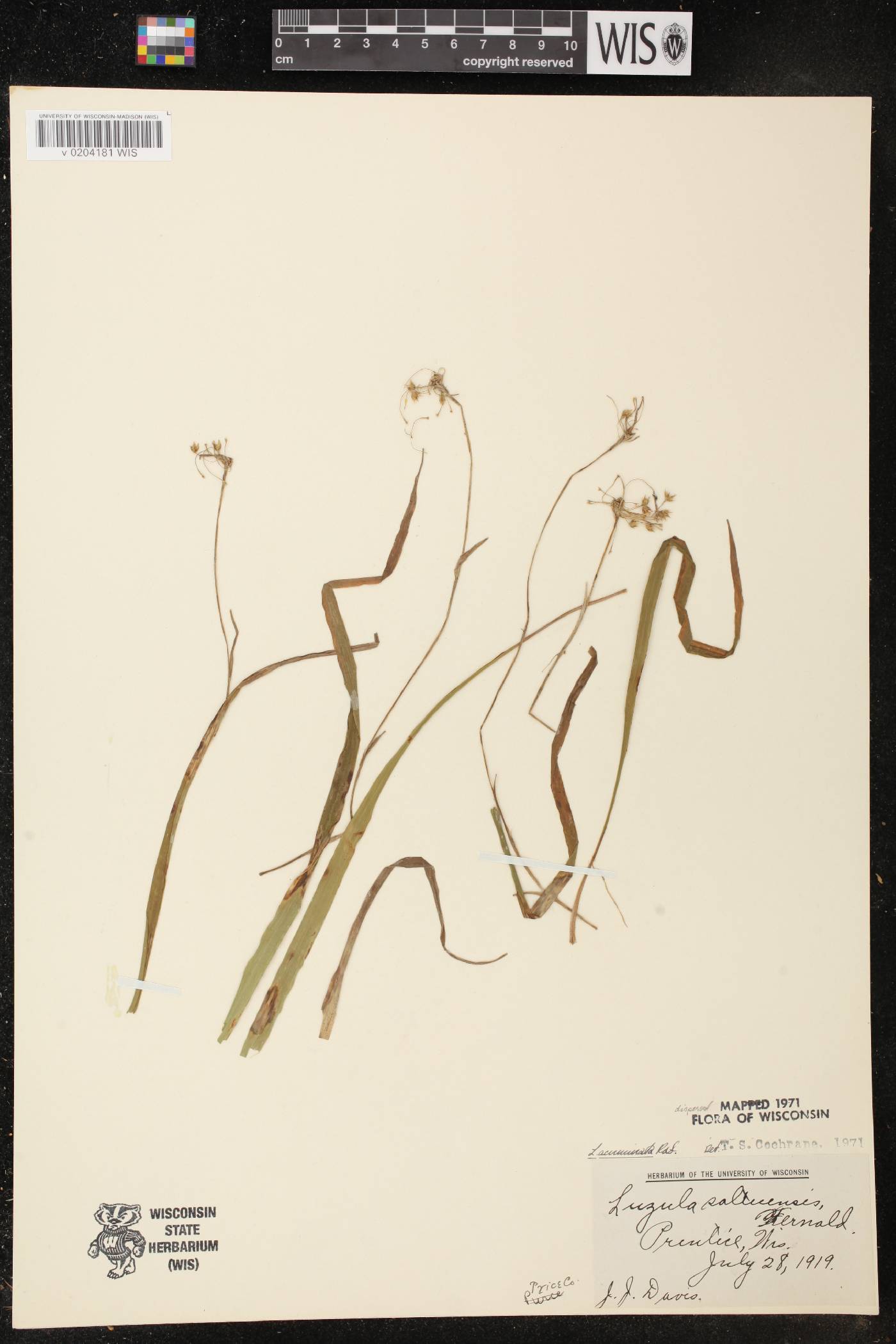 Luzula acuminata image