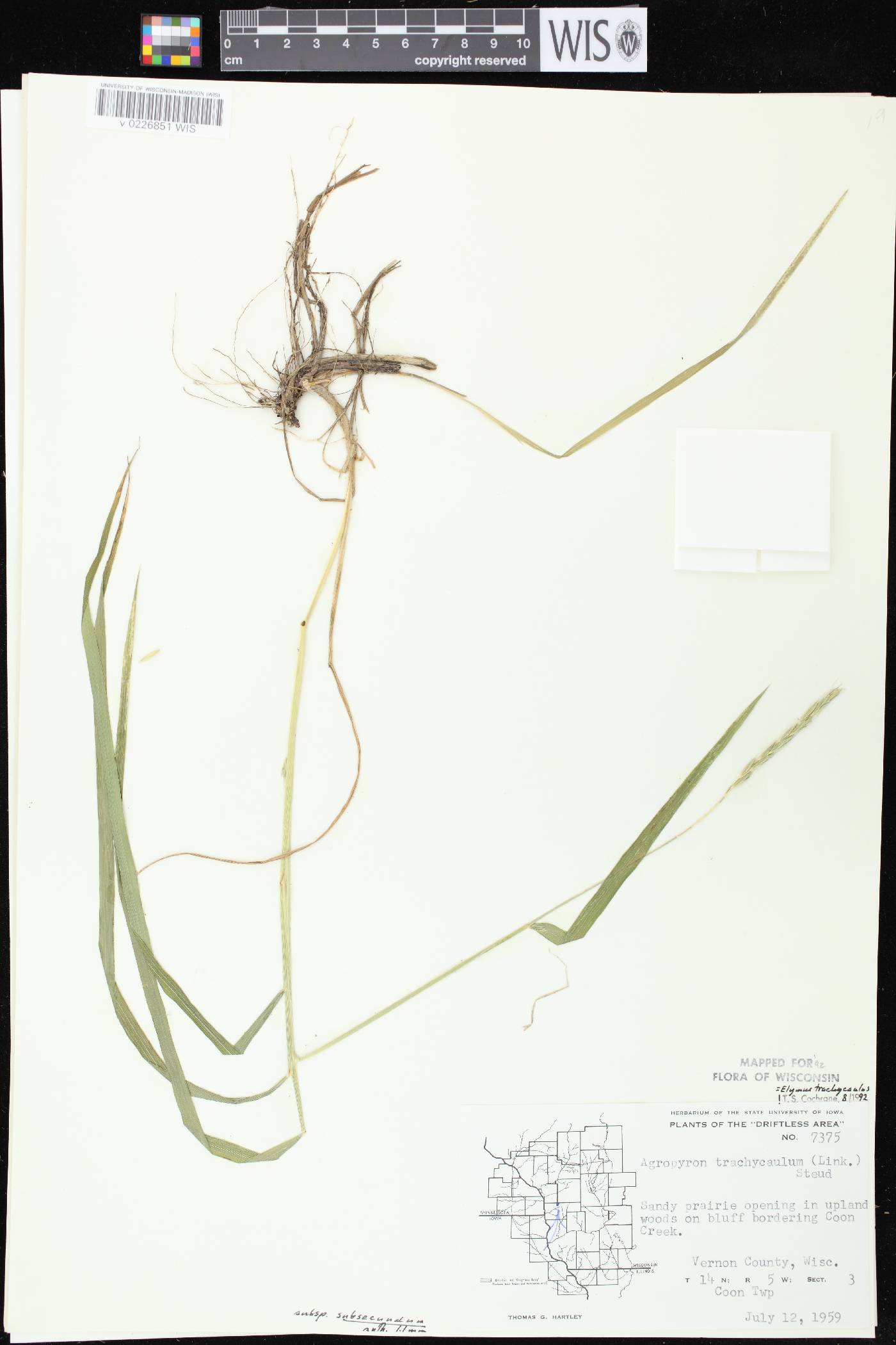 Elymus trachycaulus subsp. subsecundus image