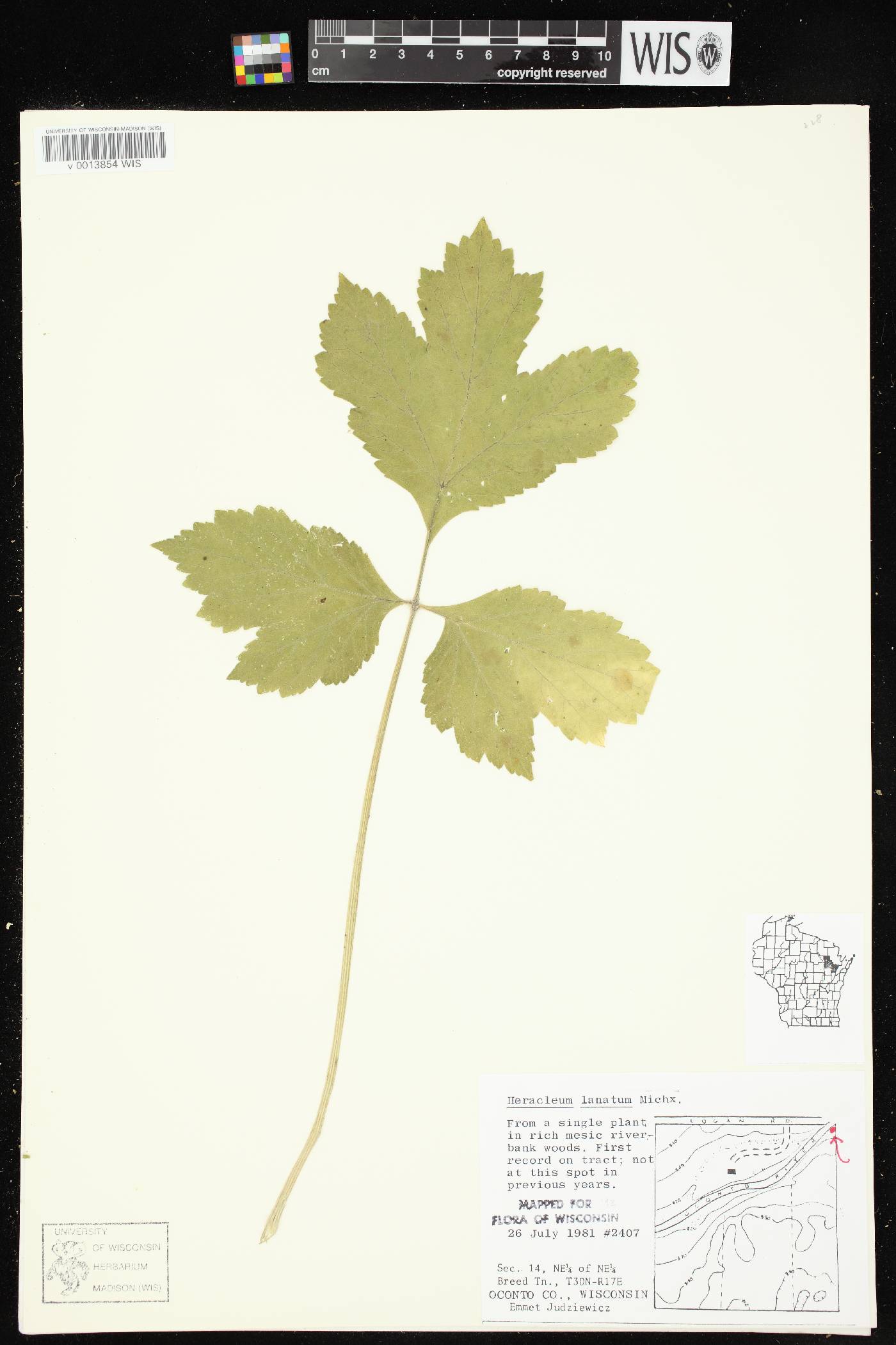 Heracleum maximum image