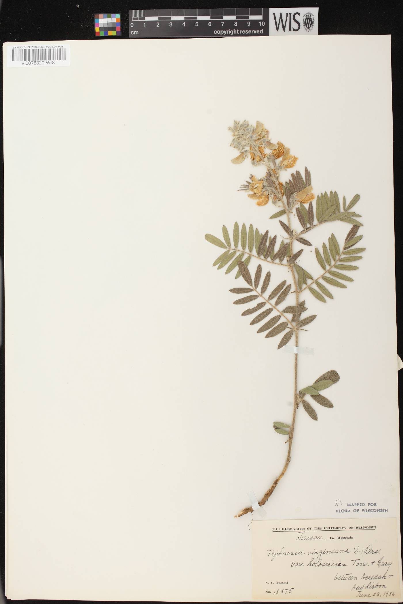 Tephrosia virginiana image