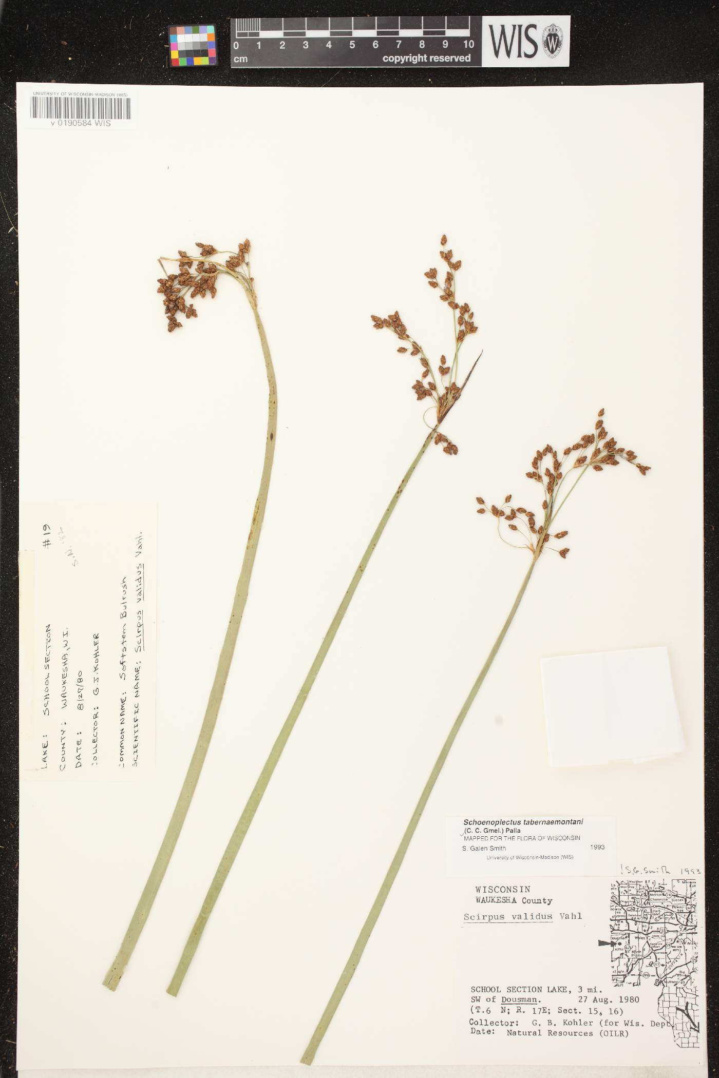 Schoenoplectus tabernaemontani image