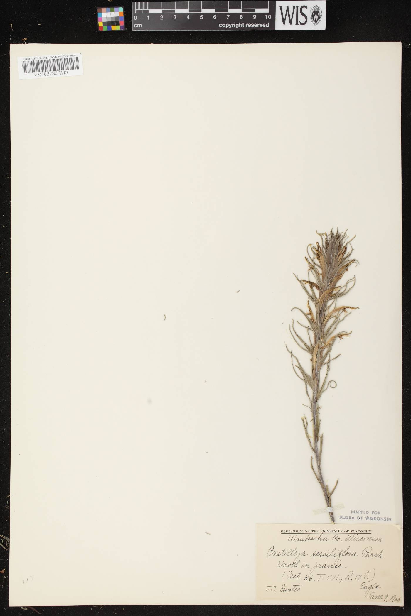 Castilleja sessiliflora image