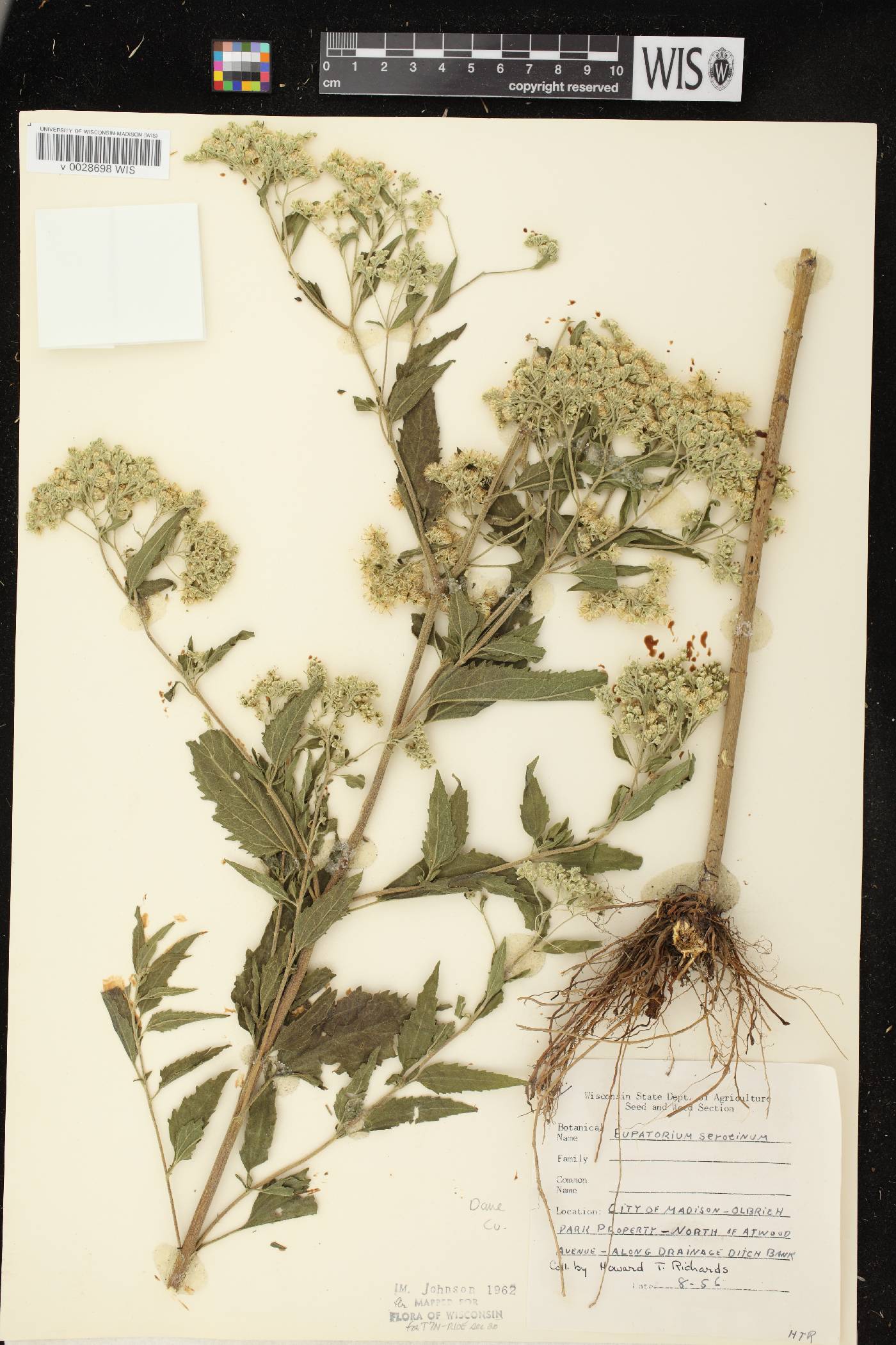Eupatorium serotinum image