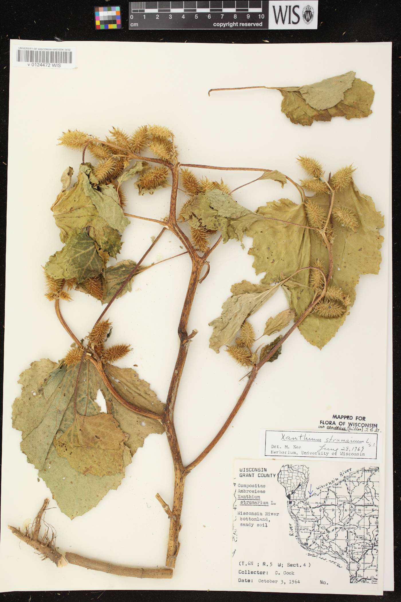 Xanthium strumarium image
