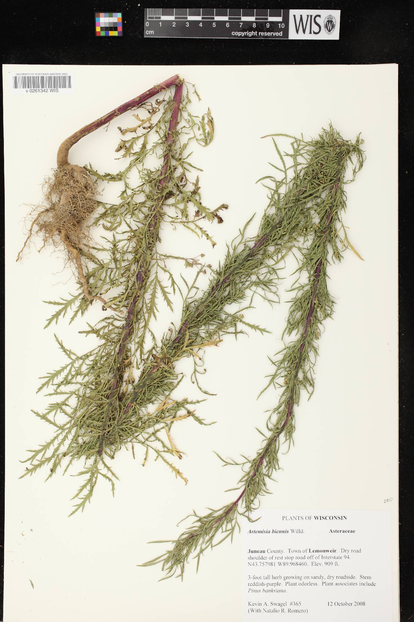 Artemisia biennis image