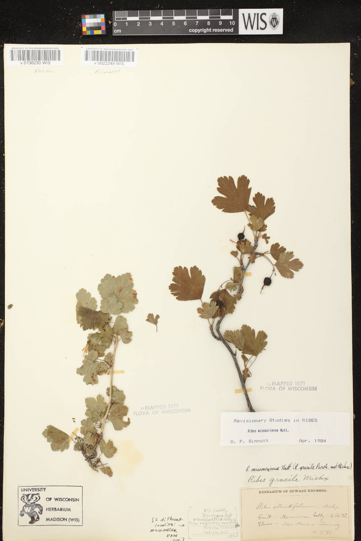 Ribes missouriense image