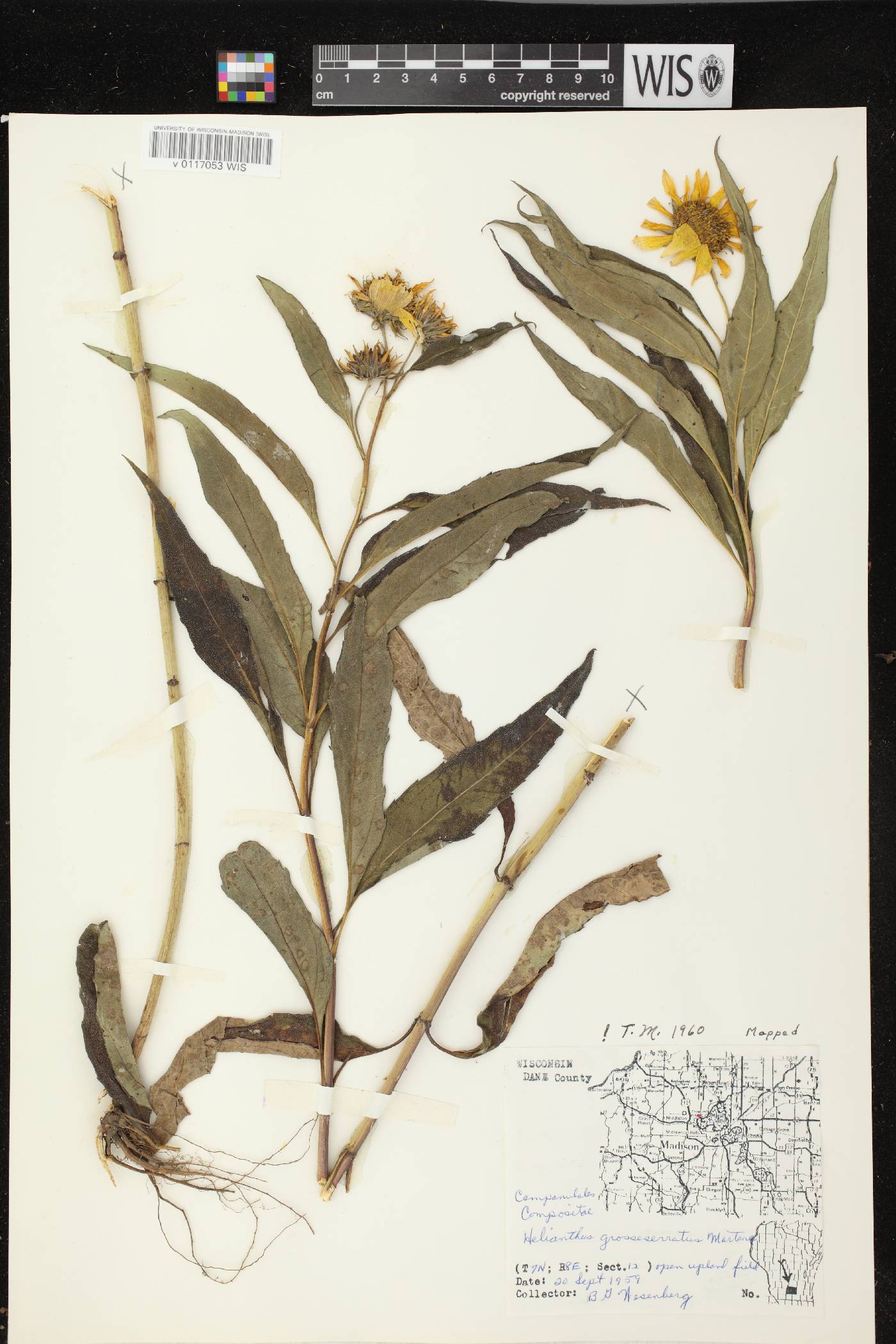 Helianthus grosseserratus image