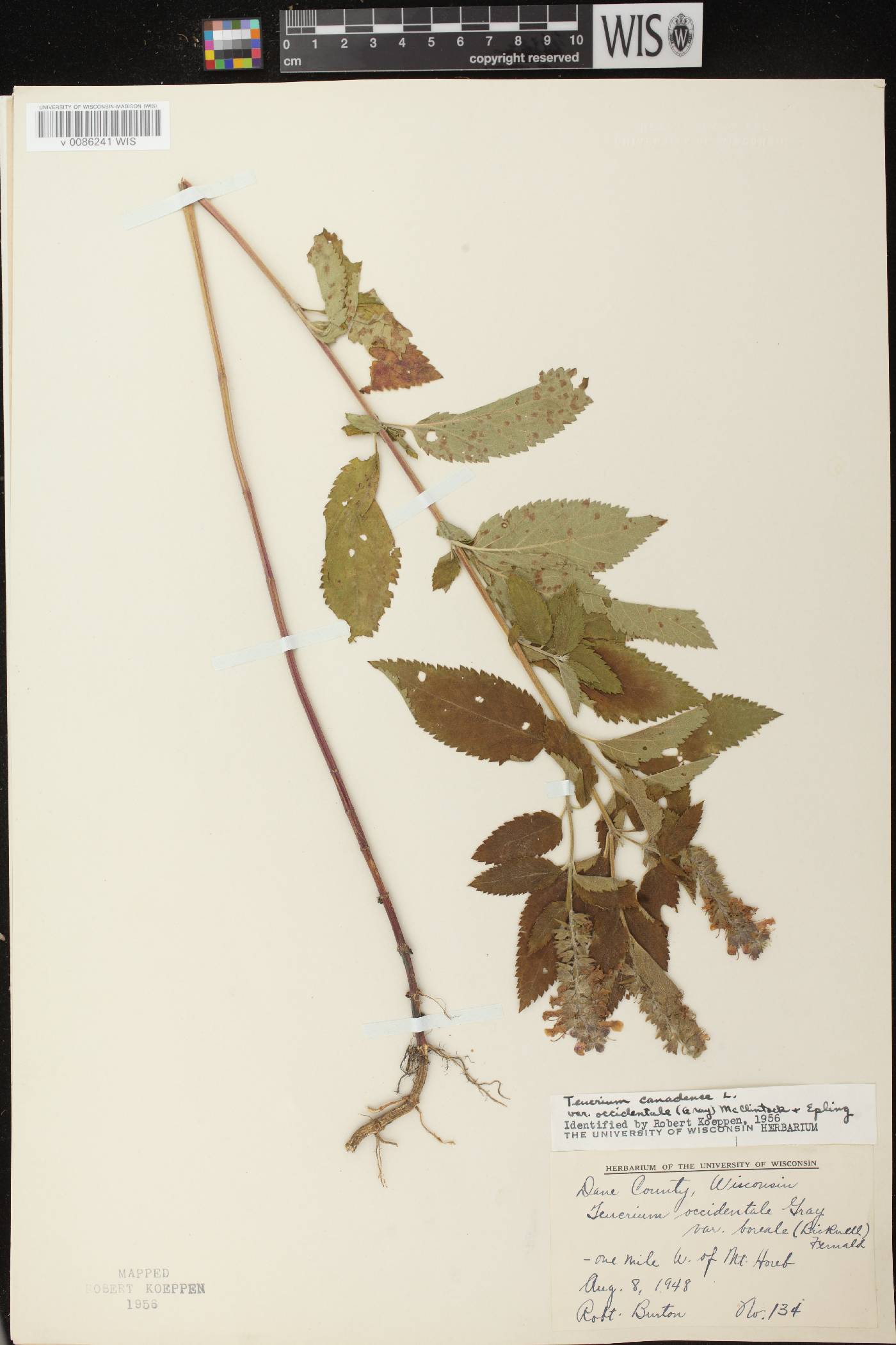 Teucrium canadense image