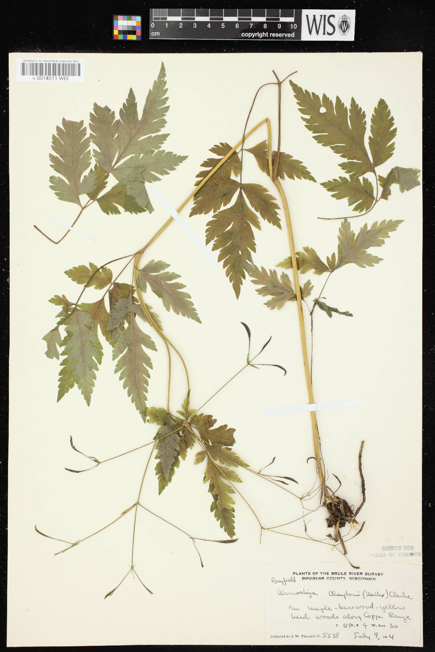 Osmorhiza claytonii image