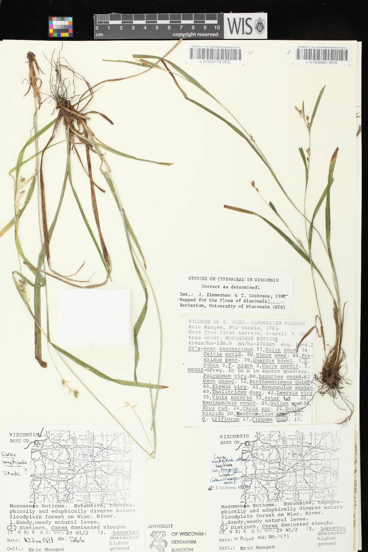 Carex grisea image