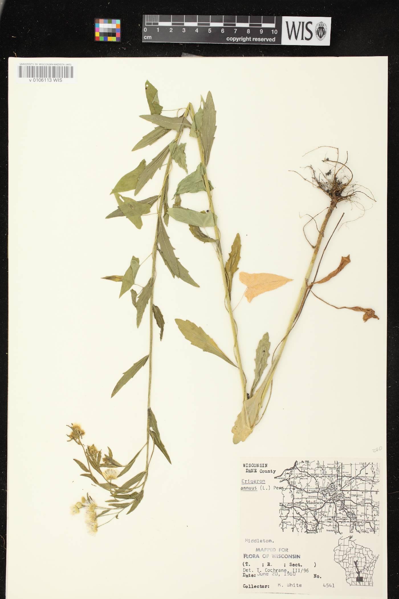 Erigeron annuus image