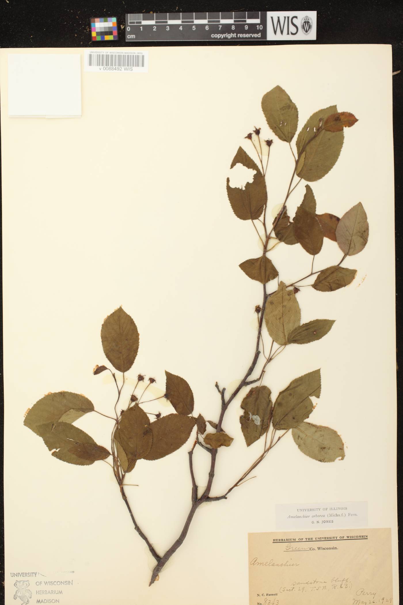 Amelanchier arborea image