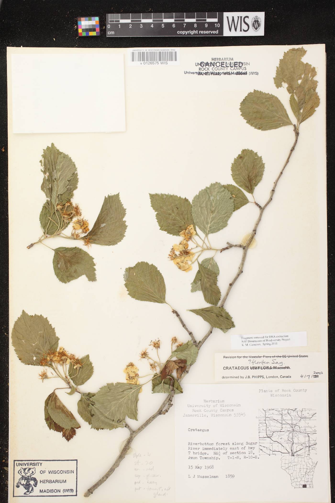 Crataegus florifera image