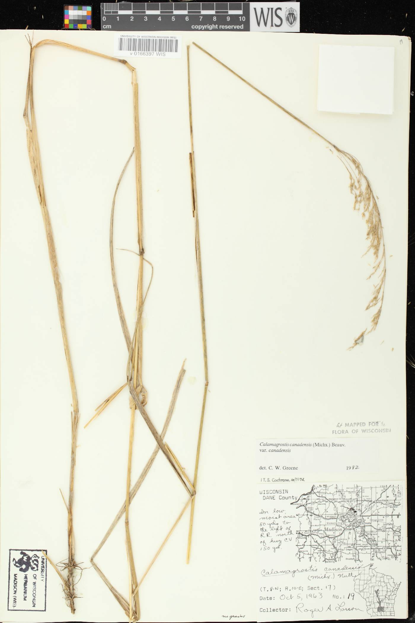 Calamagrostis canadensis var. canadensis image