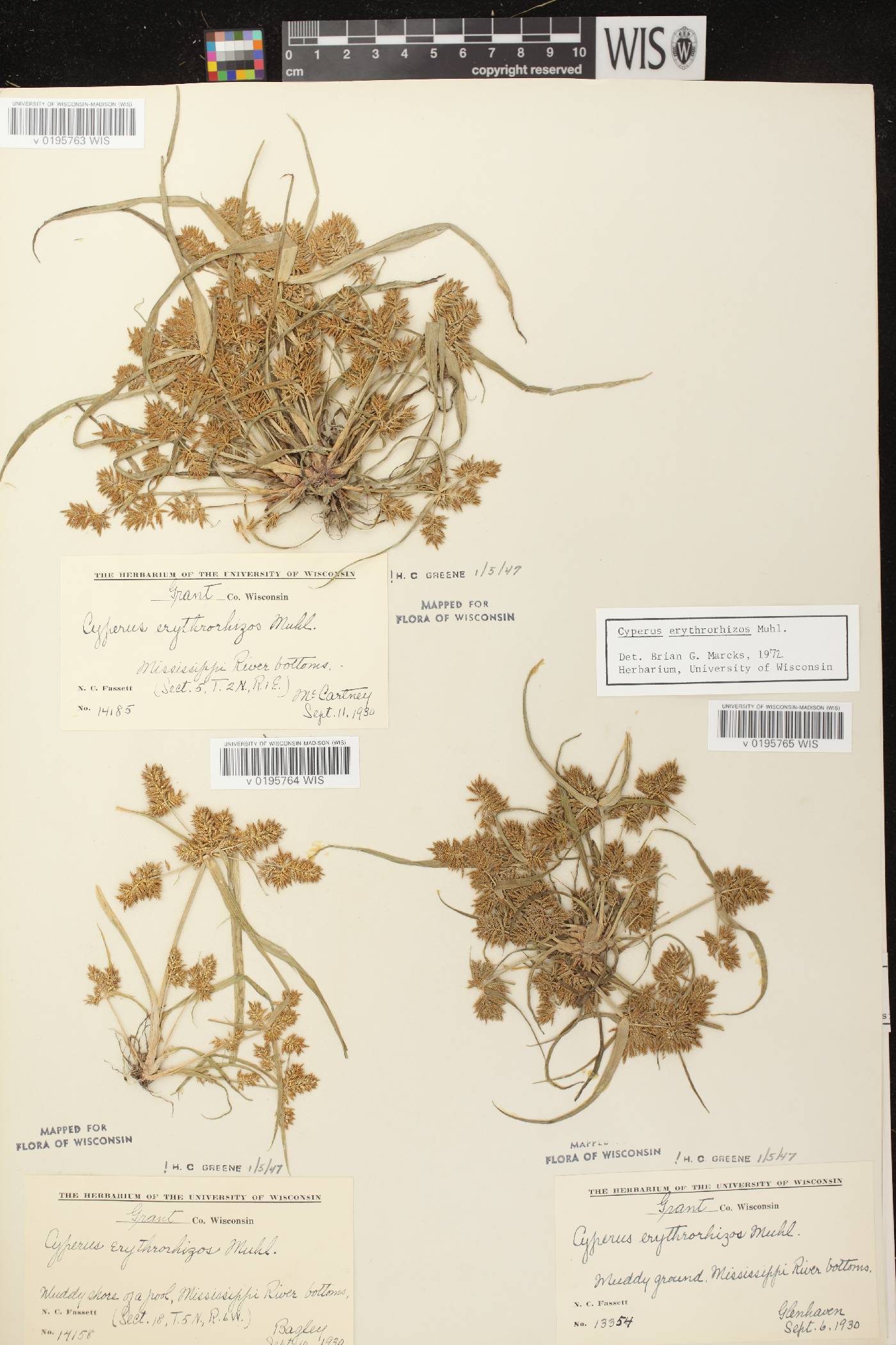 Cyperus erythrorhizos image