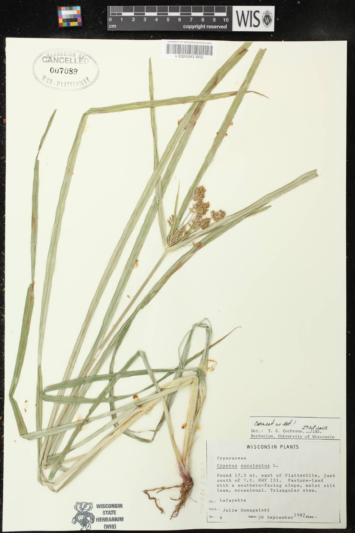 Cyperus esculentus var. leptostachyus image