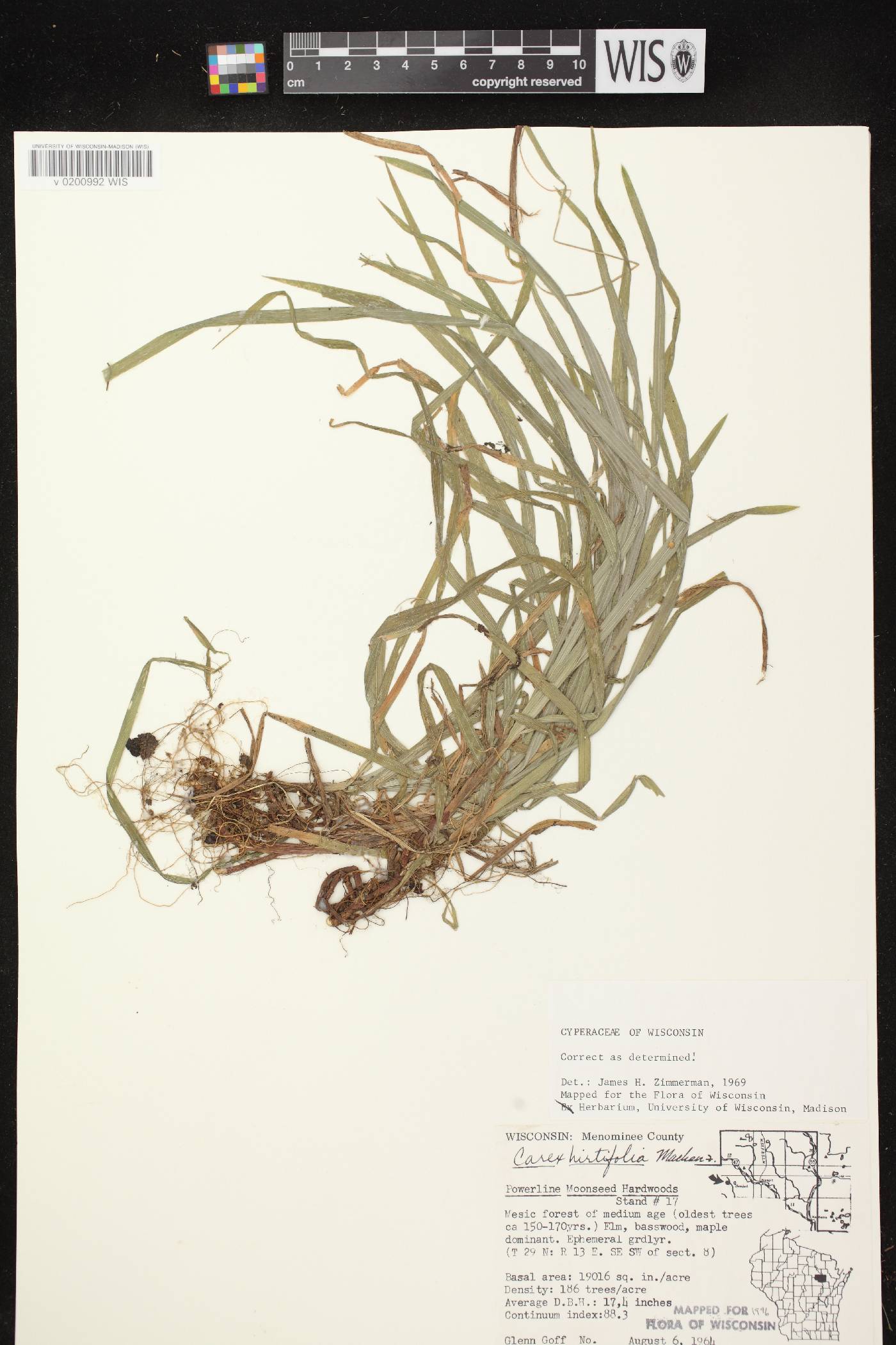 Carex hirtifolia image