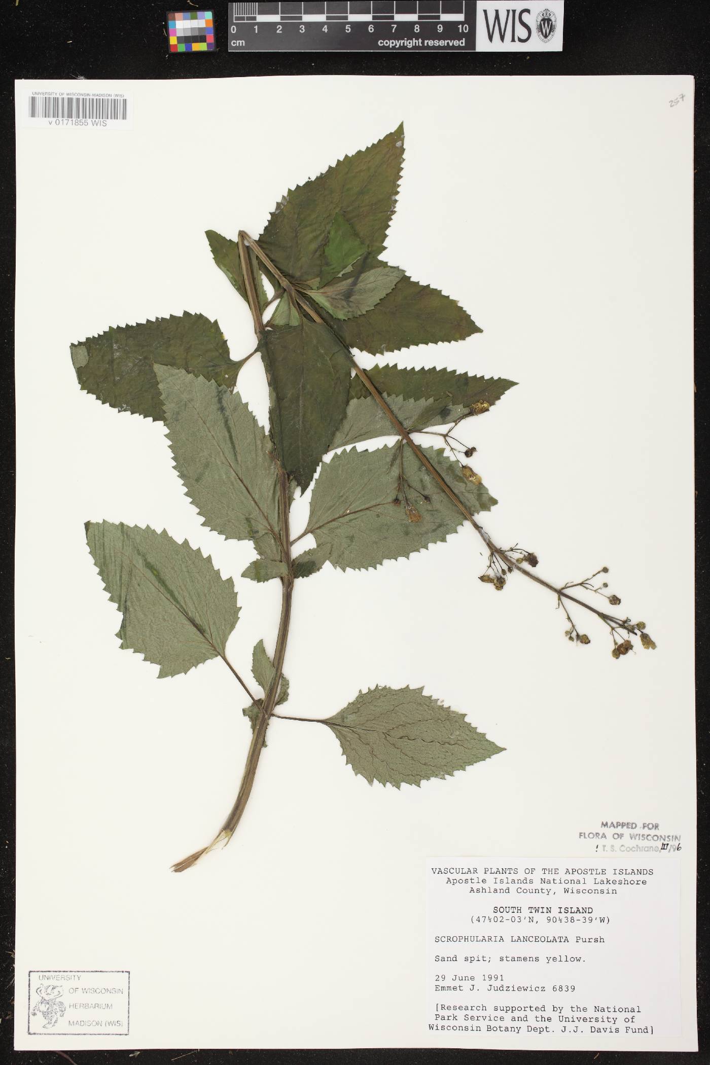 Scrophularia lanceolata image