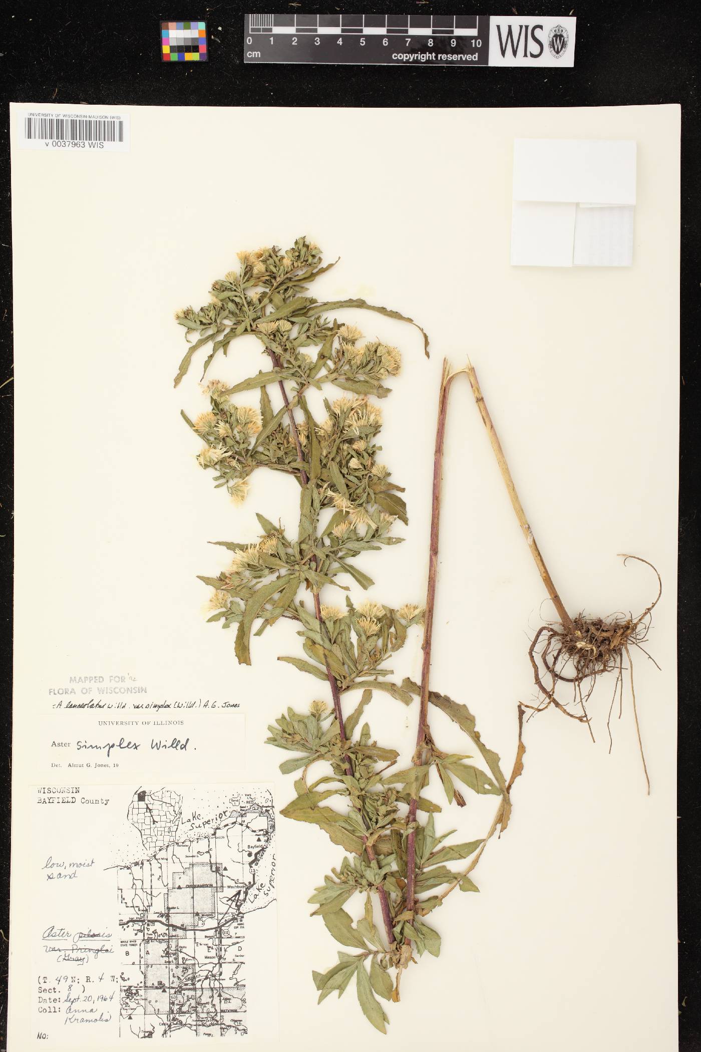 Symphyotrichum lanceolatum var. lanceolatum image