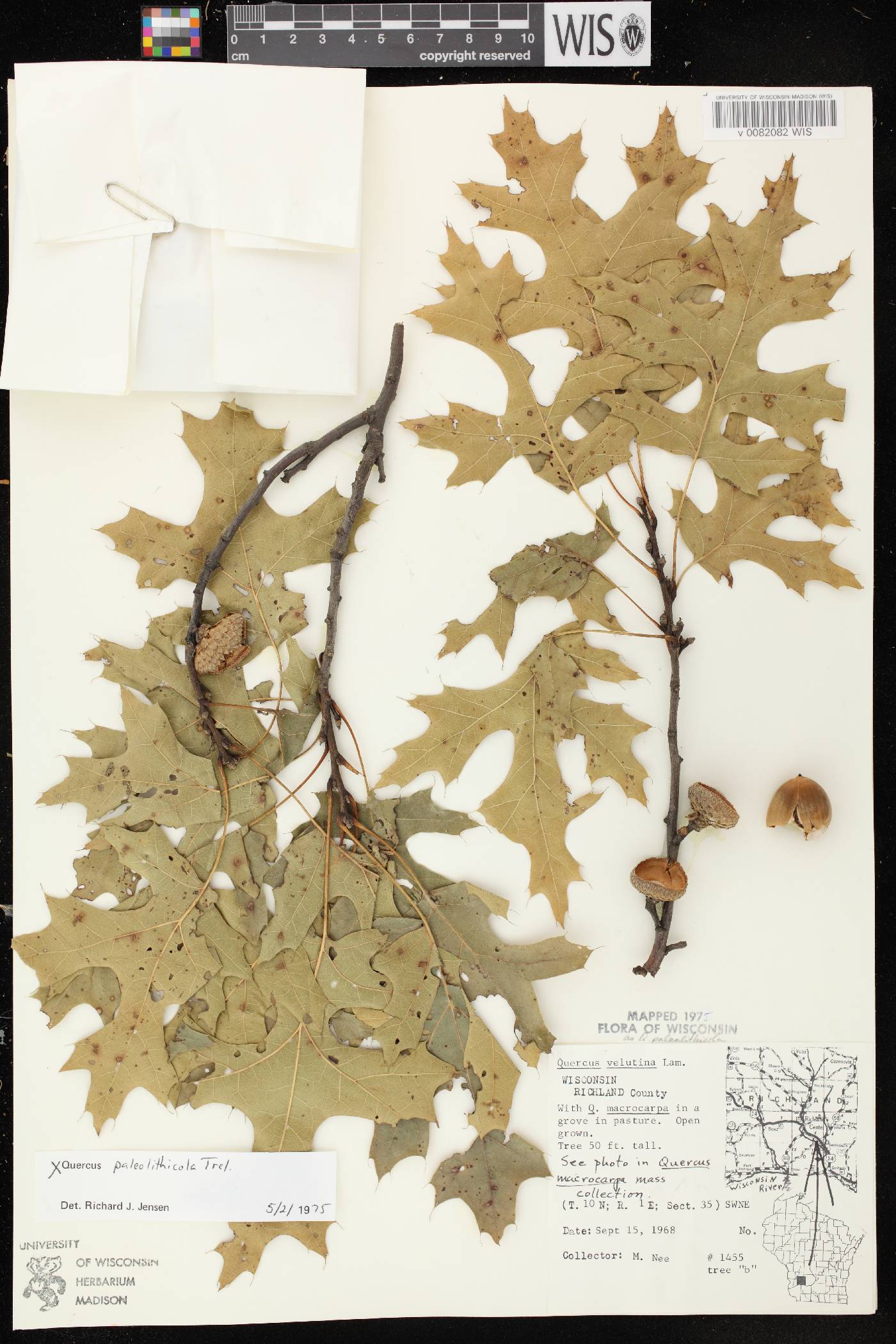 Quercus x palaeolithicola image
